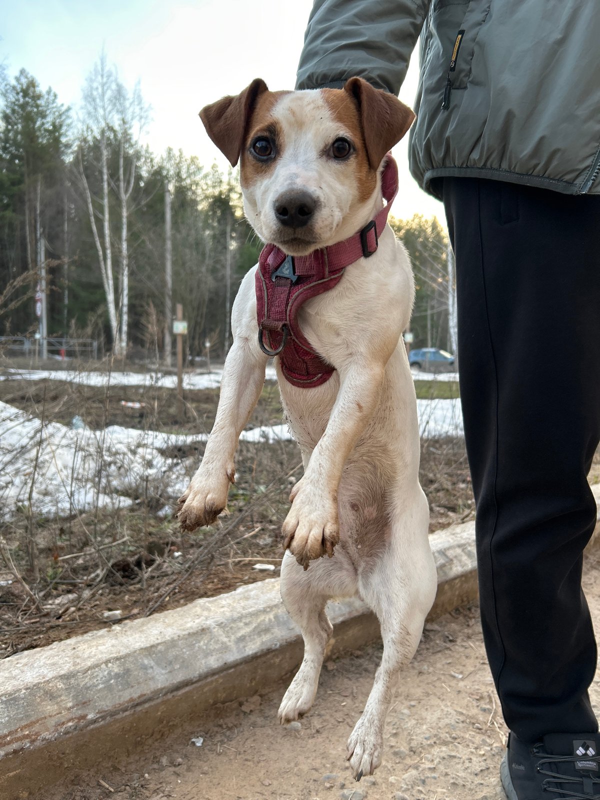 Spring day life captured in Chaikovsky, Russia with dog walking