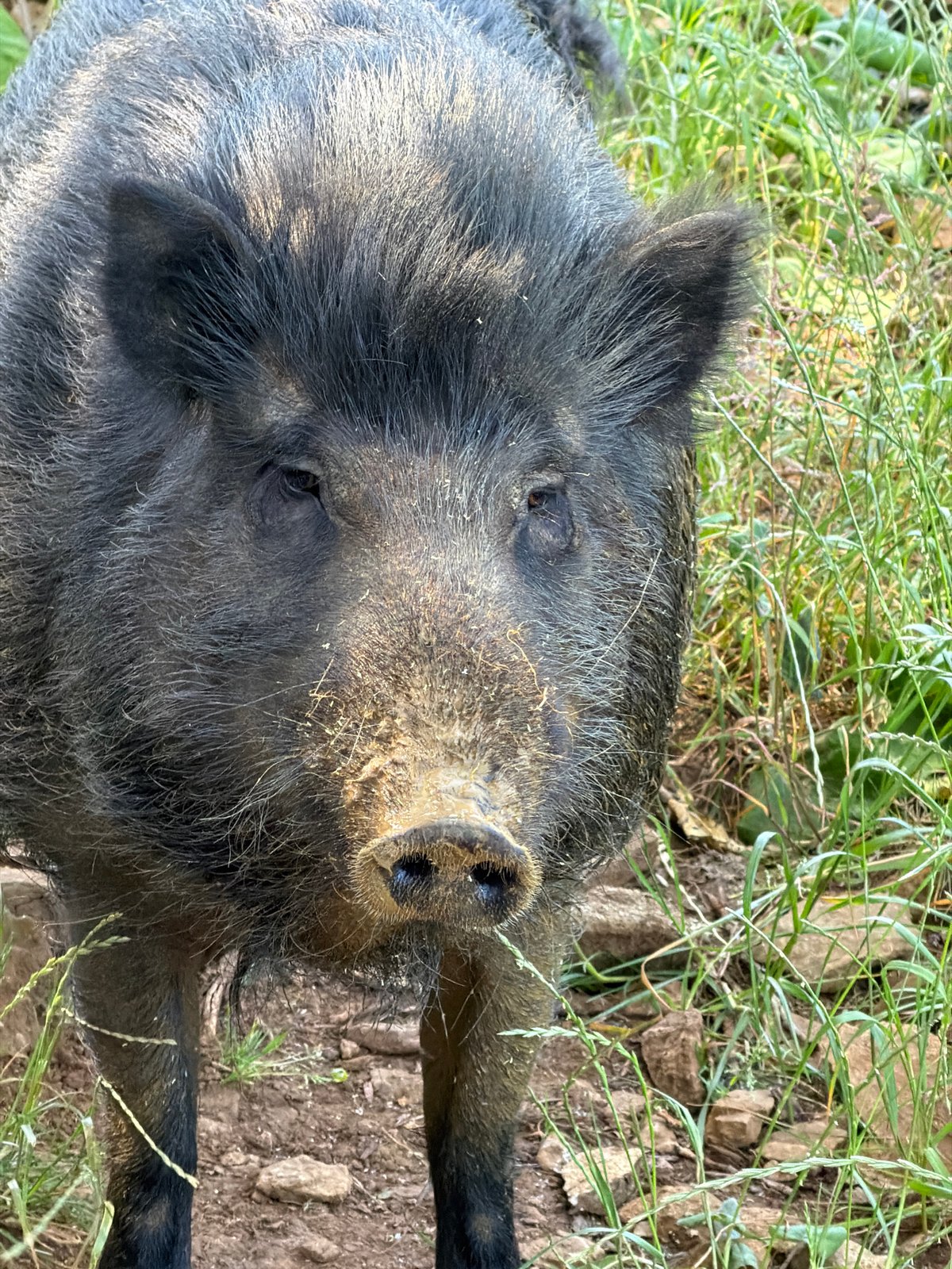 Afternoon at a local animal park in Esch-sur-Alzette