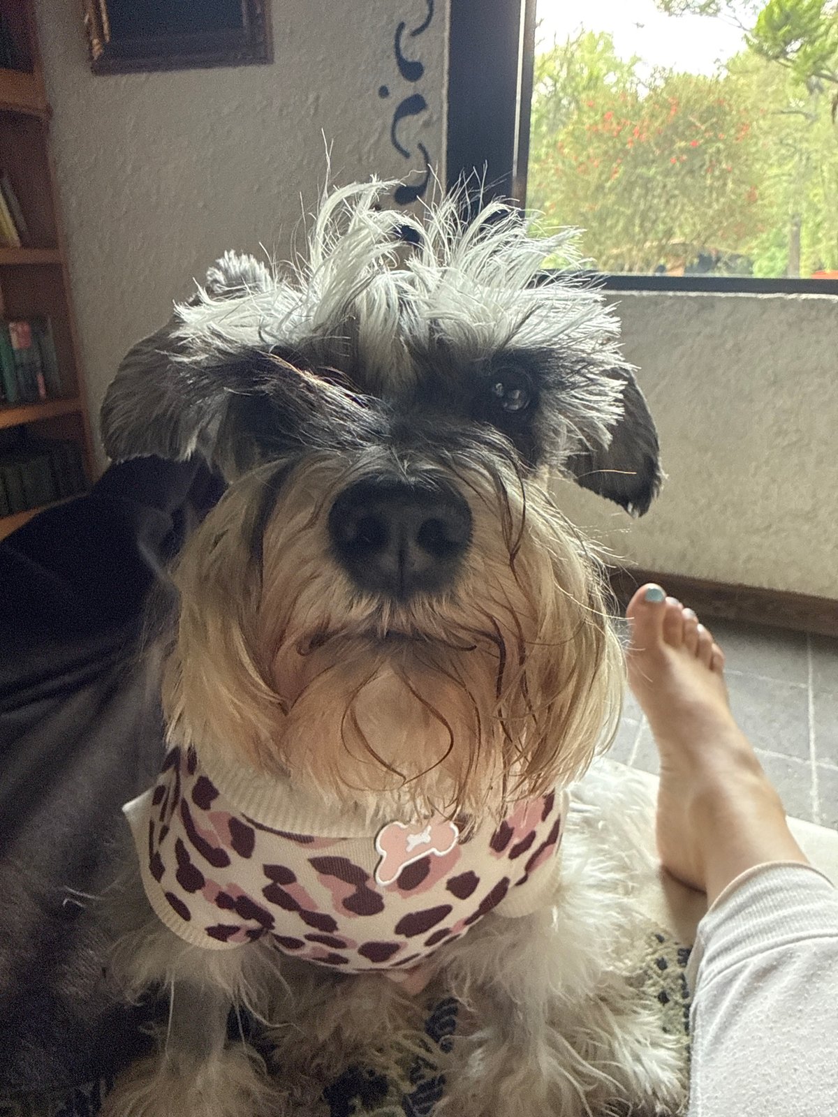 Dressed Schnauzer photographed with owner in Cañada de Madero