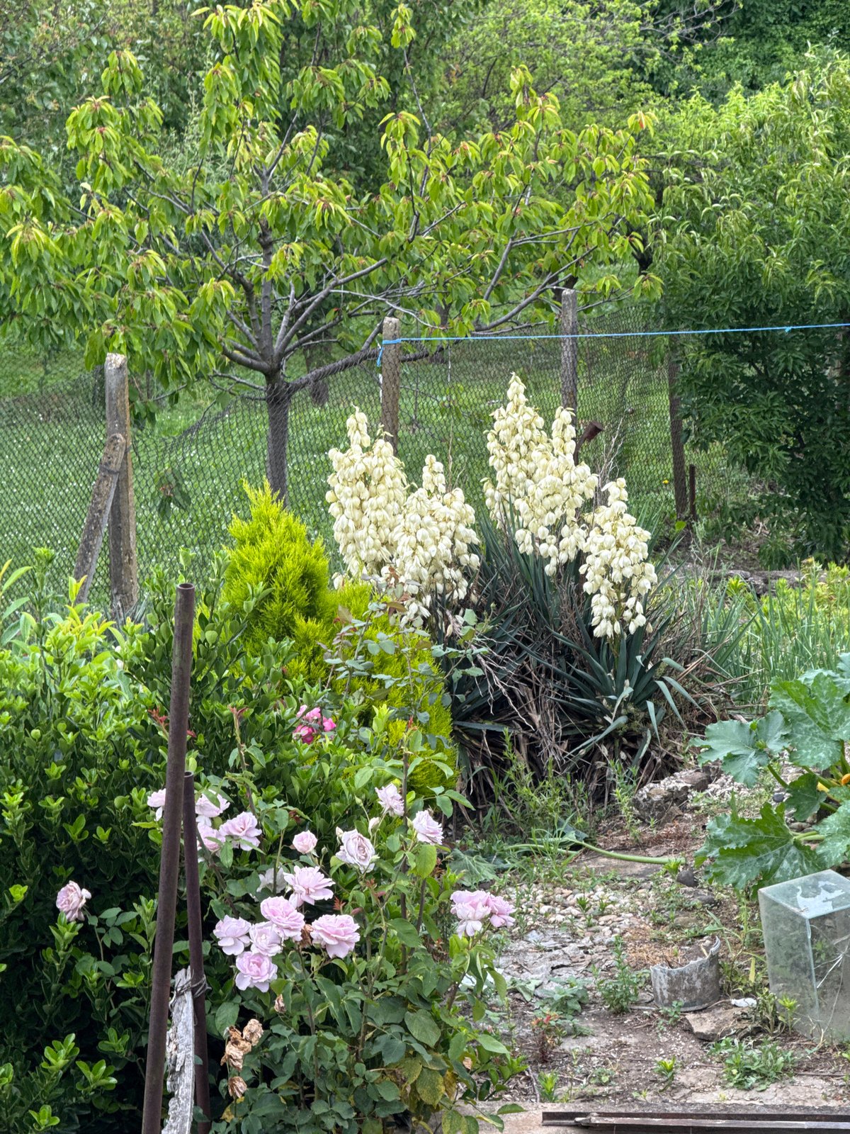 Quiet moments captured in rural Slavyani, Bulgaria gardens