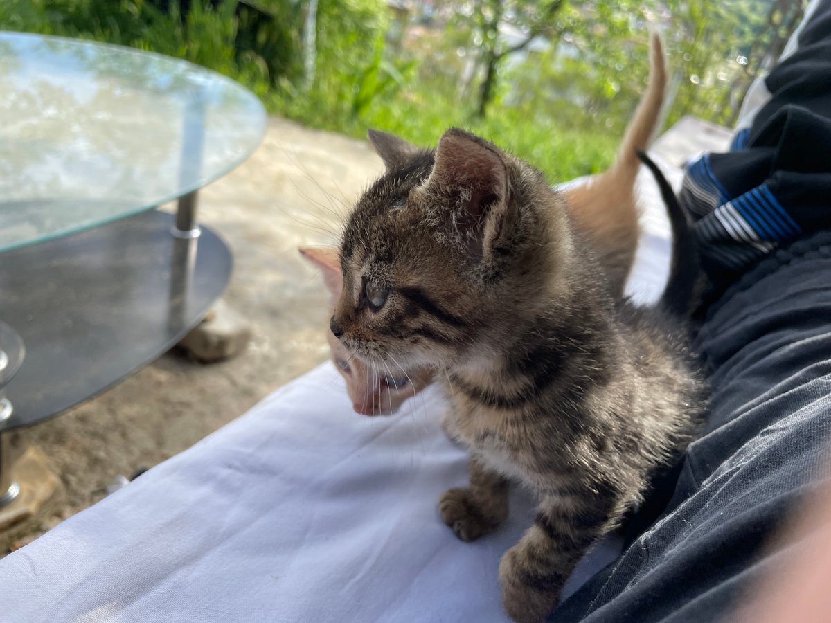 Pets enjoy afternoon playtime in Bulgarian mountain town