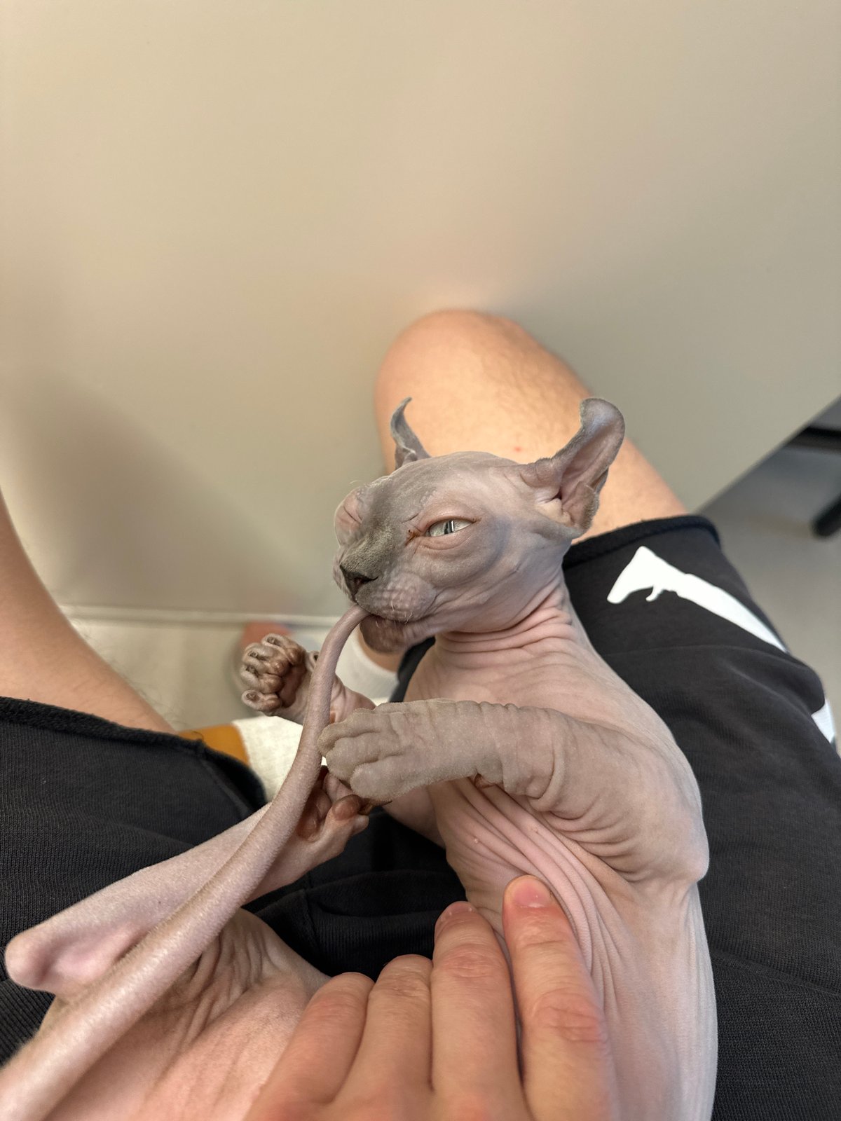 Person holds Sphynx kitten indoors in Tel-Aviv