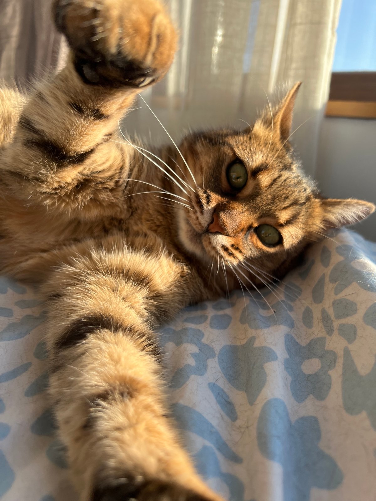 Tabby cat photographed indoors during afternoon in Beverwijk