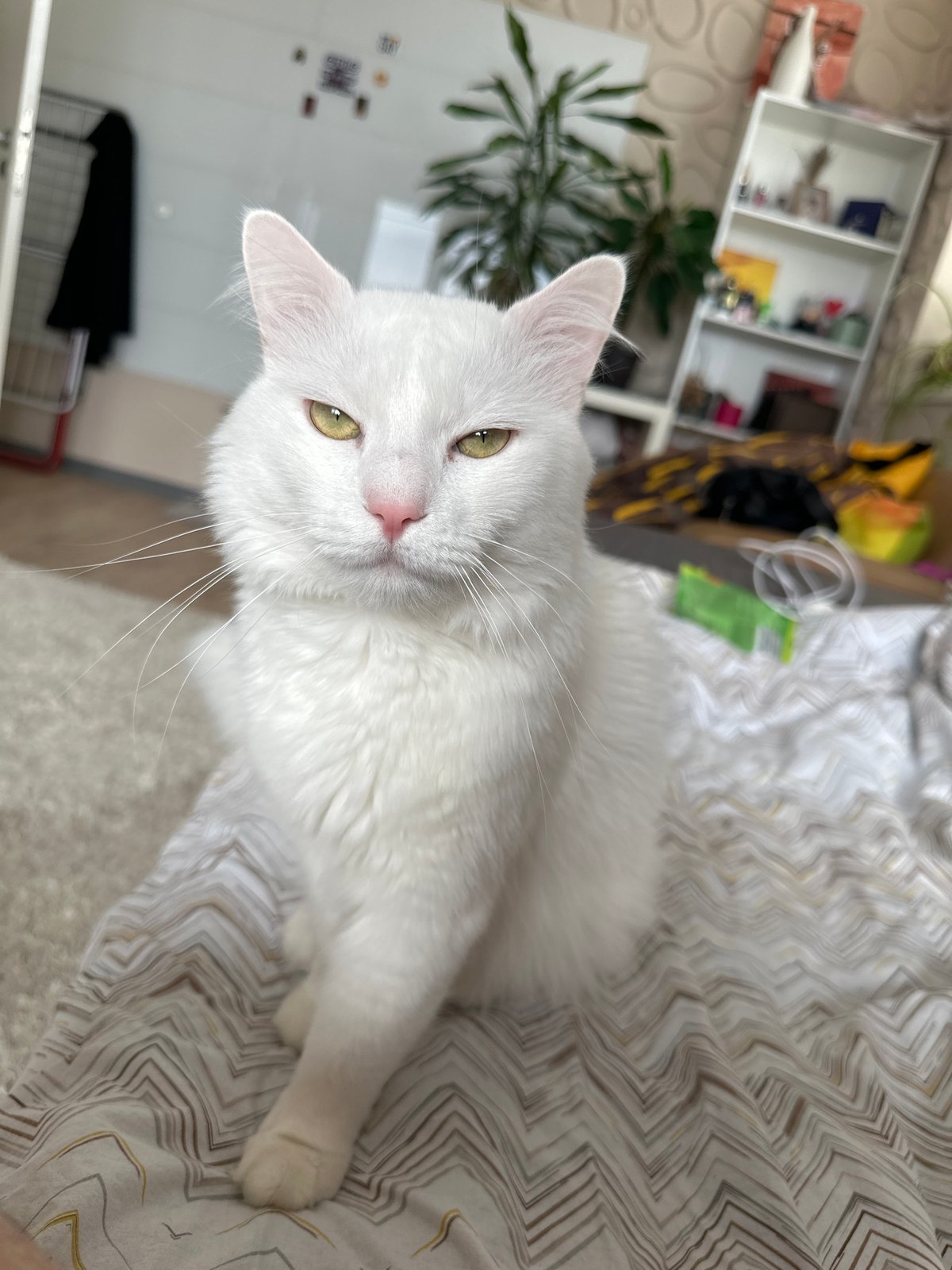 White cat spotted resting on geometric bedding in Sofia