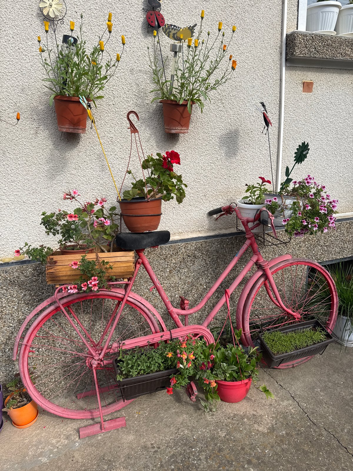 Pink bicycle planter, terrier dog spotted in Bulgarian town