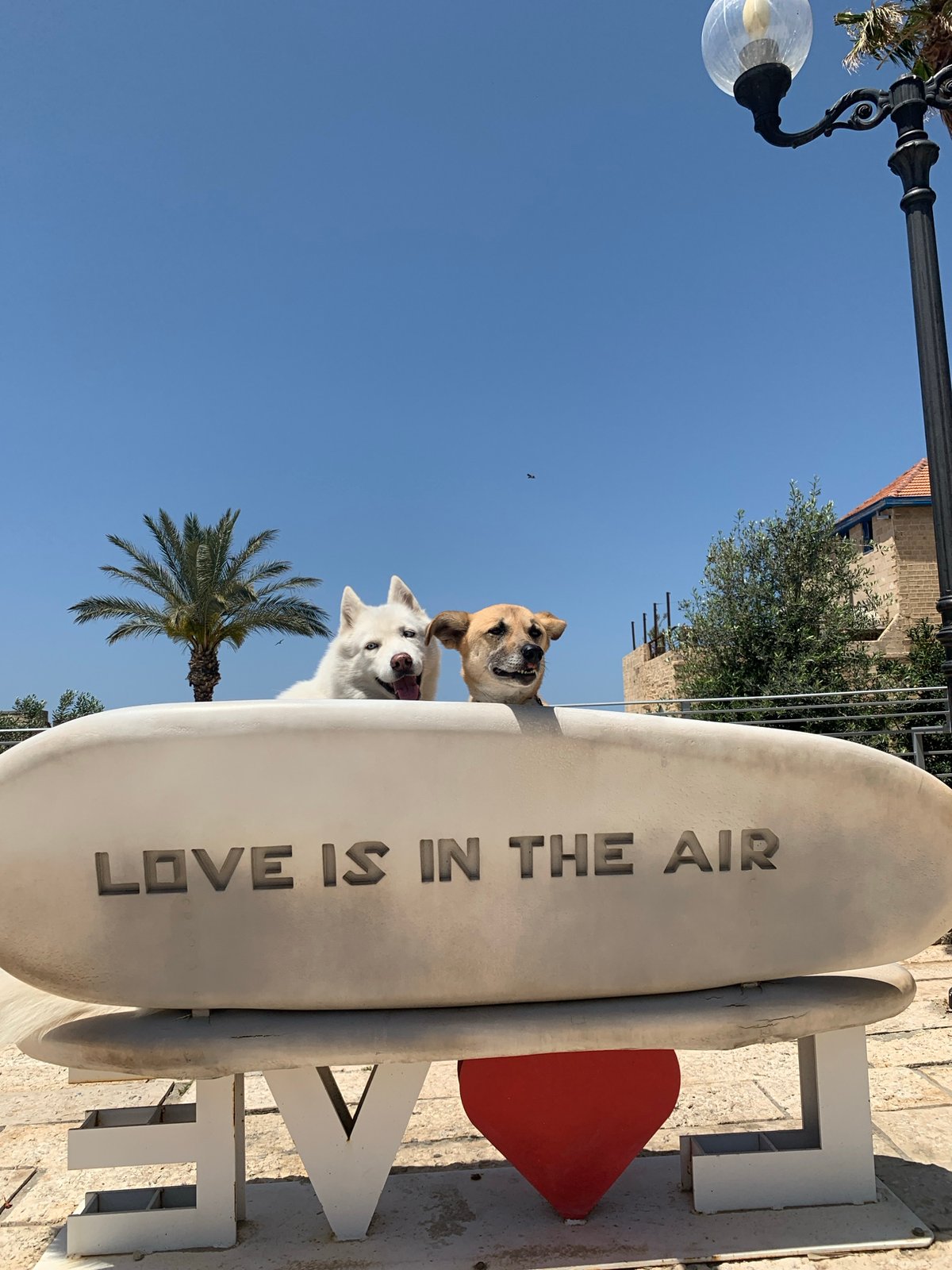 Two dogs spotted outdoors in Tel Aviv under clear skies