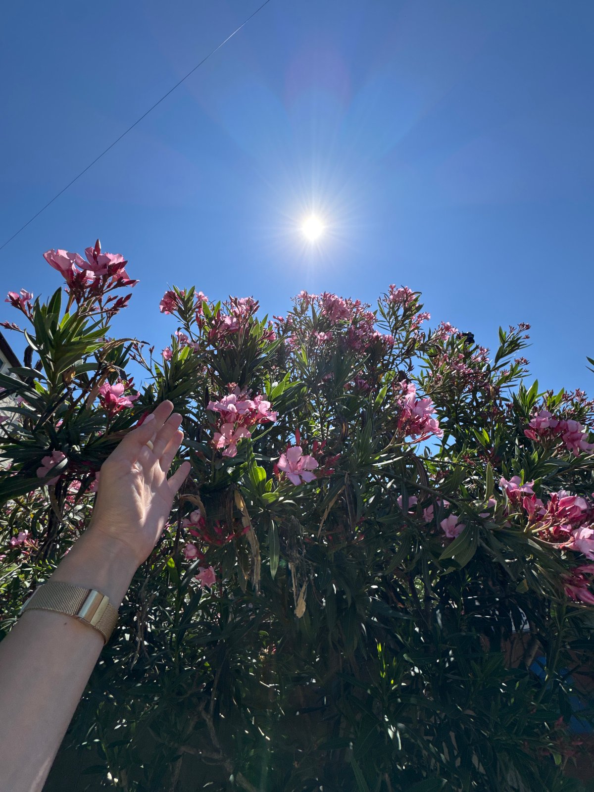Morning stroll along Sochi's canal with flowers and selfies
