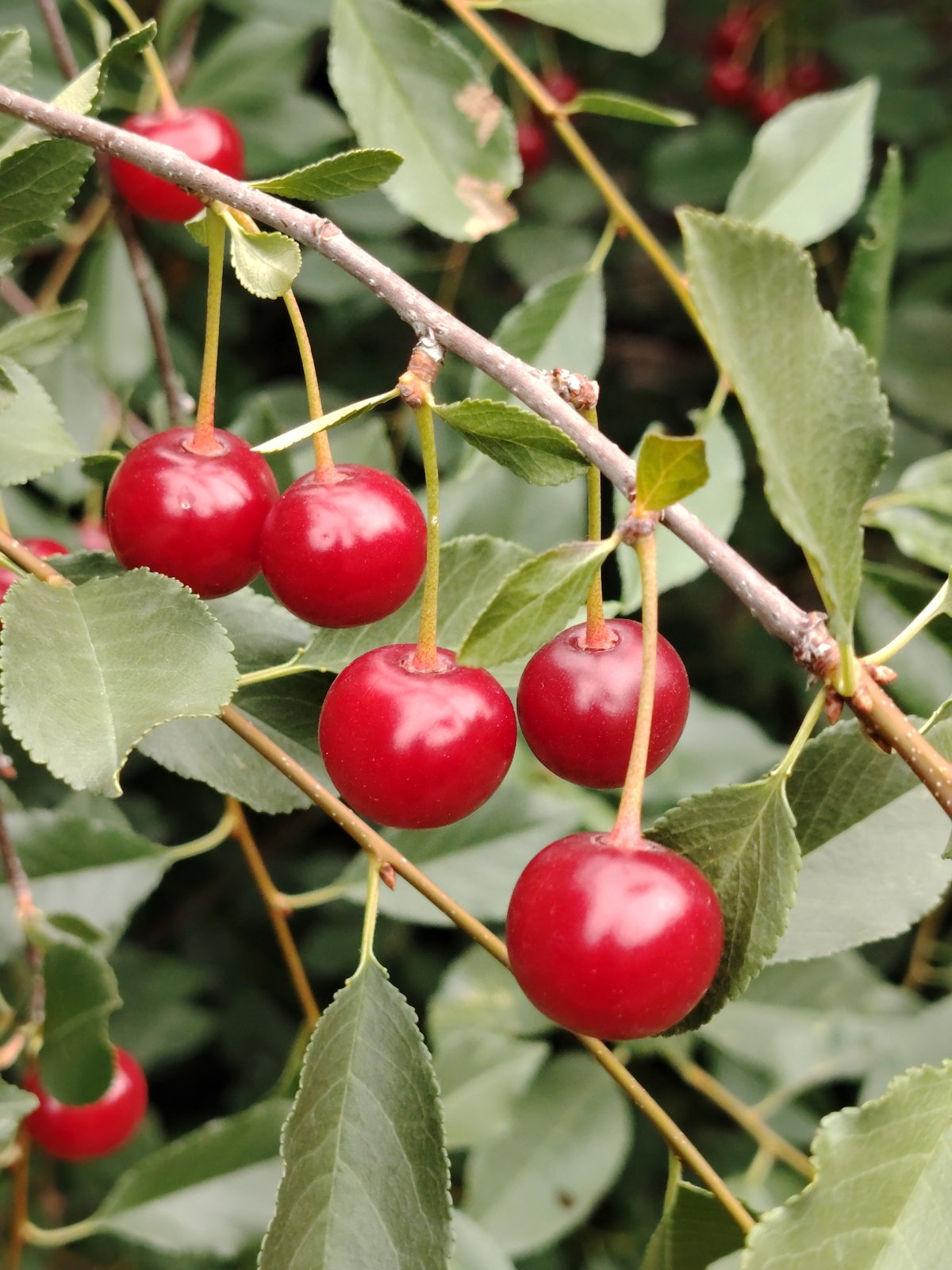Astana home garden in peak summer bloom and fruit