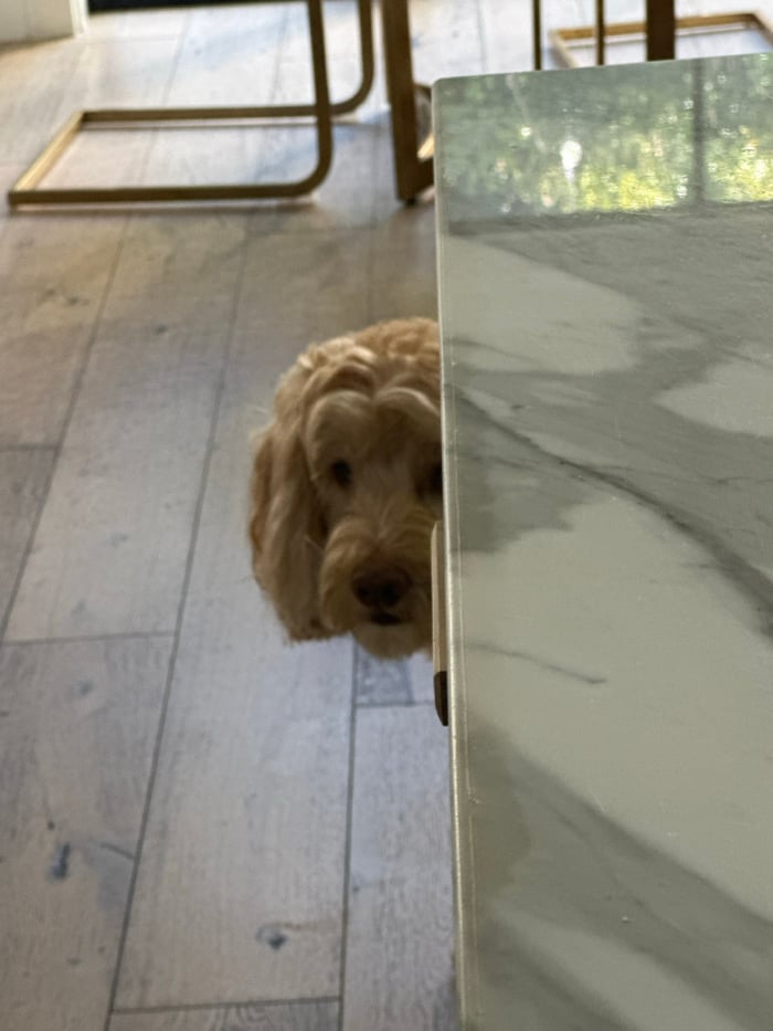 Dog seeks shelter under marble table in Los Angeles