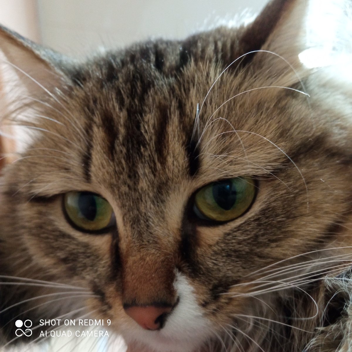 Tabby cat with green eyes photographed in Chaikovsky, Russia
