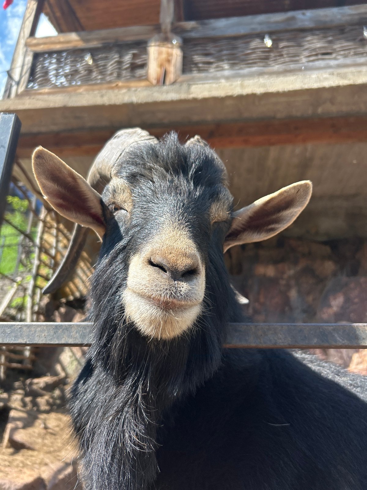 Goats, horses, and mountain scenery at Krasny Kurgan