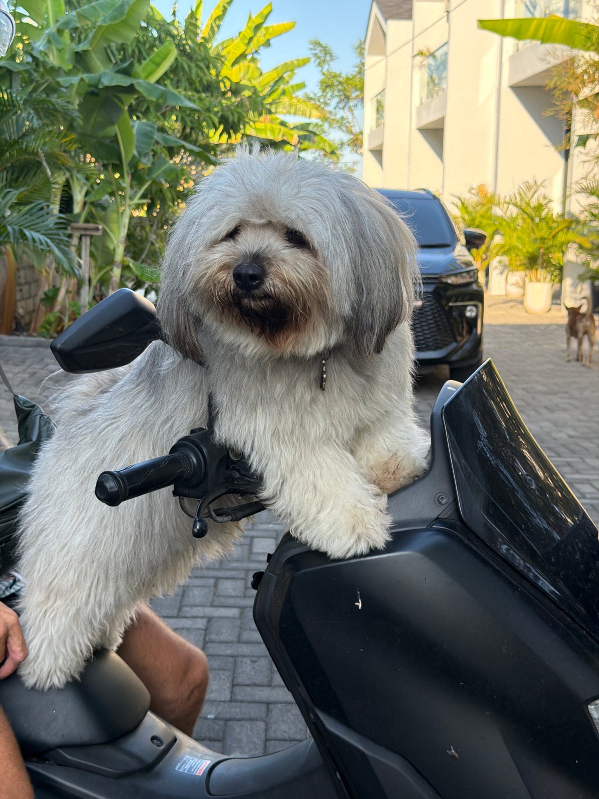 Fluffy dog hitches a scooter ride through Kuta Selatan