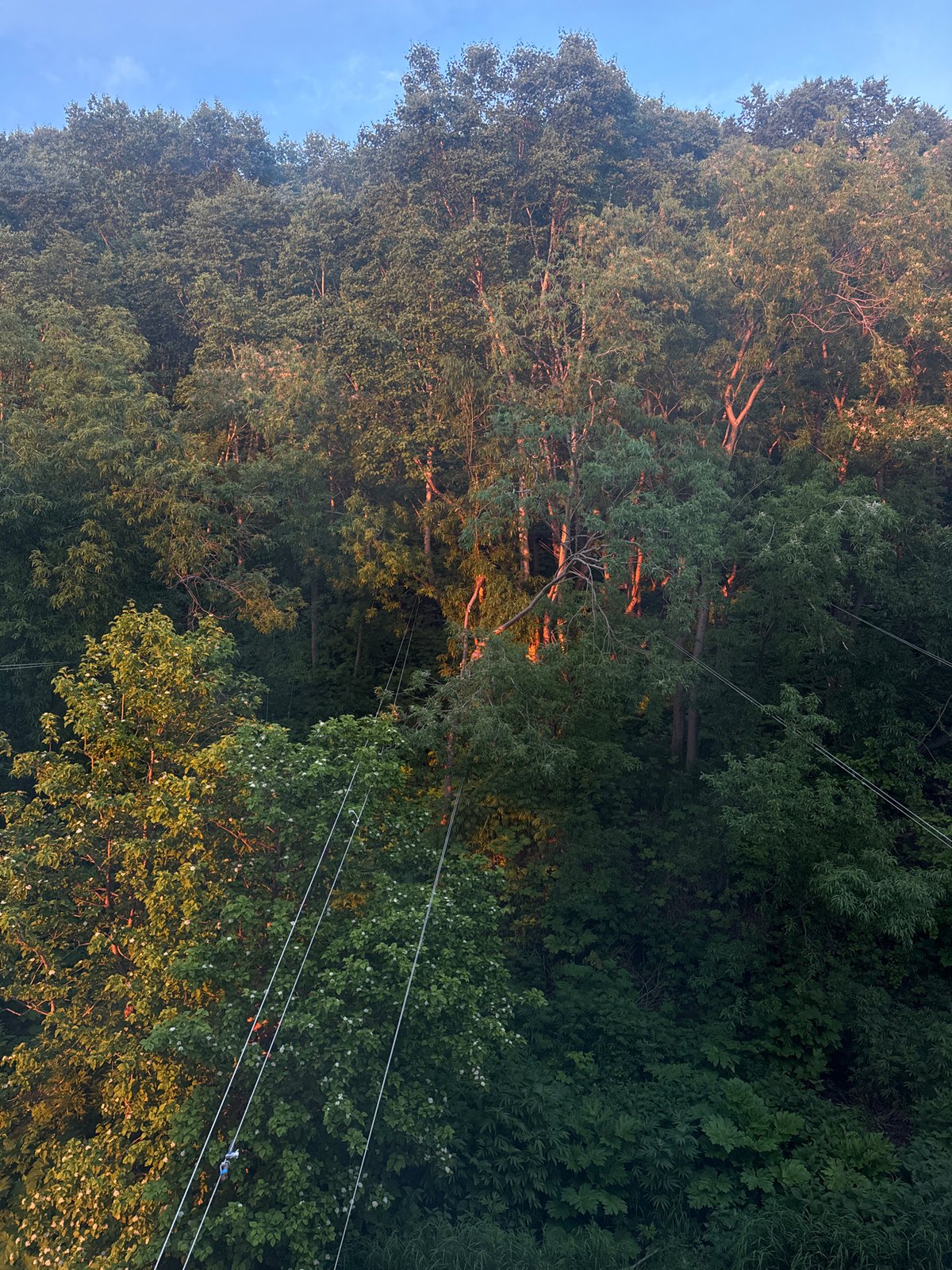 Golden light breaks through a dense forest at day's edge