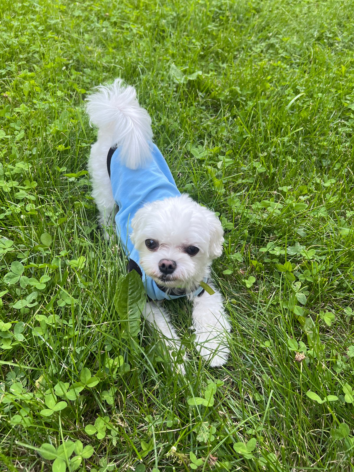 White dog explores a tidy park garden on a summer morning