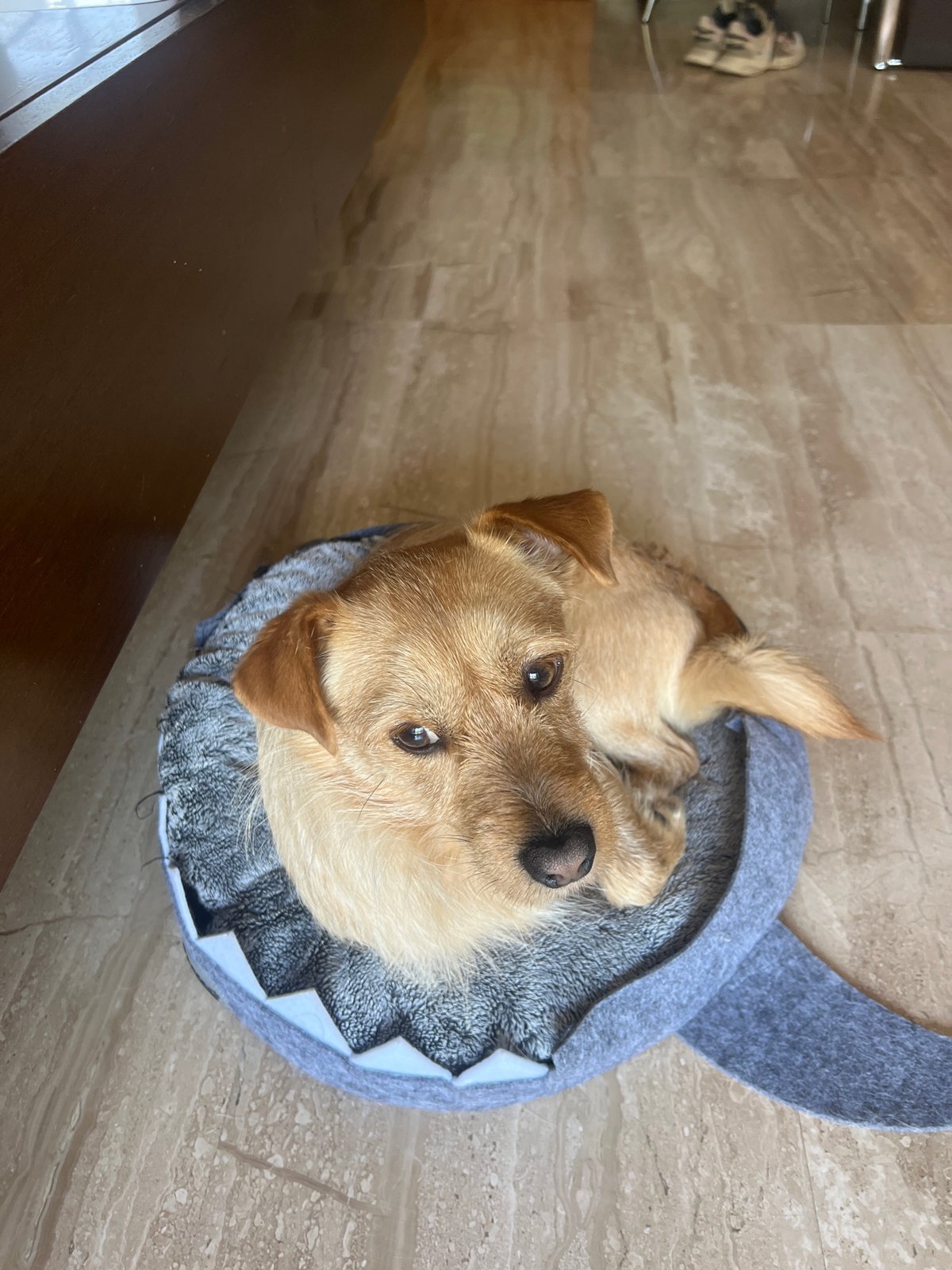 Pets relax indoors during quiet afternoon in Salou
