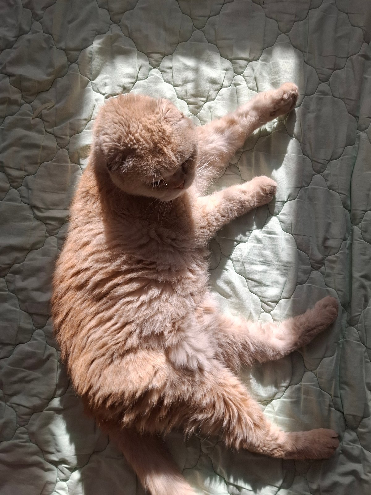 Cats and cat paintings observed in Russian home