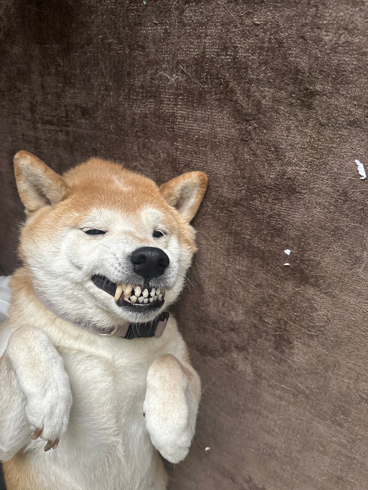 Mexico City resident captures quiet domestic moments with dog, laptop