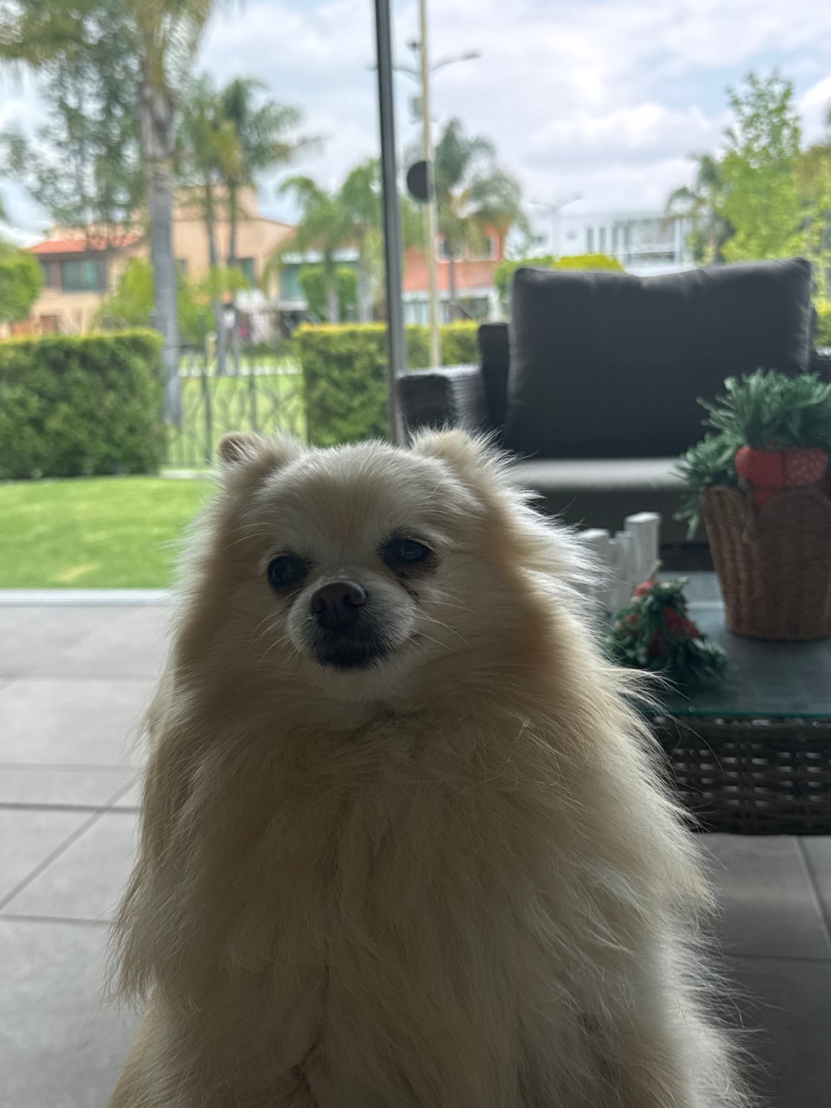 Domestic moments captured: Pomeranian dog and flower arrangement