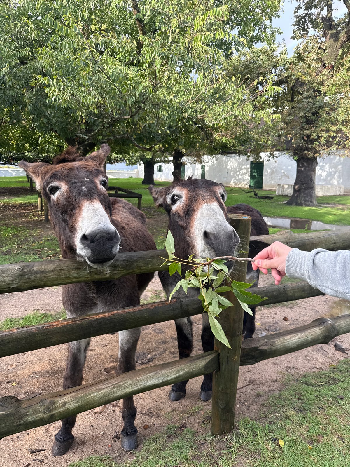 Donkeys Fed Through Fence in Drakenstein Nu, South Africa