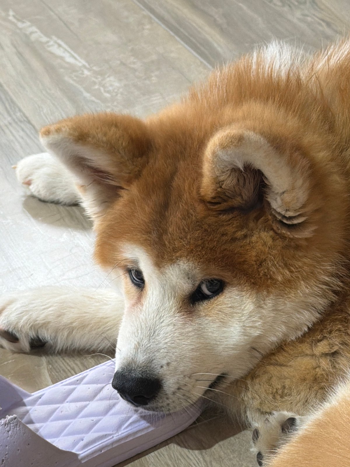 Woman and dog share affectionate moments indoors in Chaikovsky