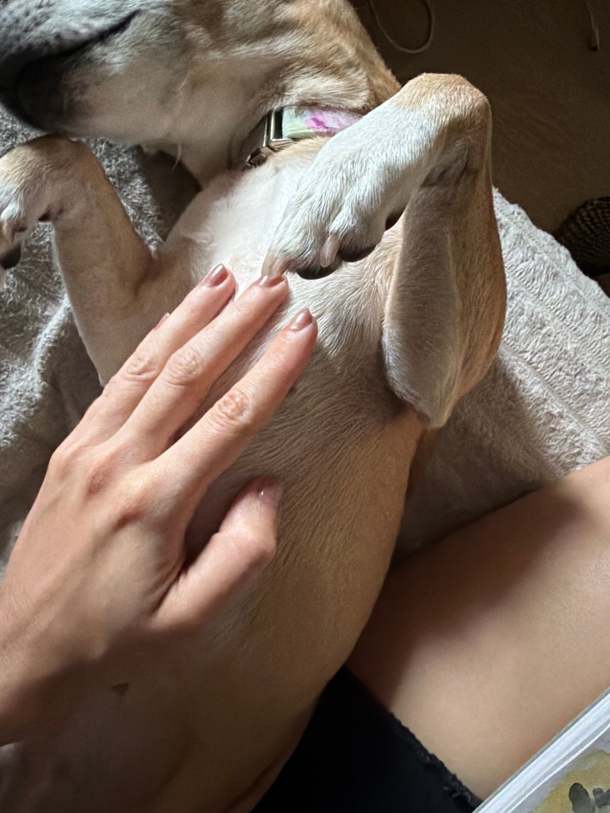 Pets and watercolor paintings in a Svilengrad home