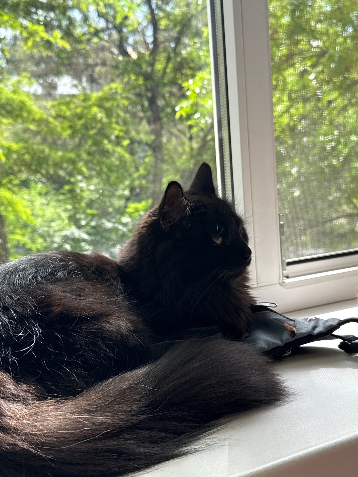 Two cats rest on windowsill in Rostov-on-Don
