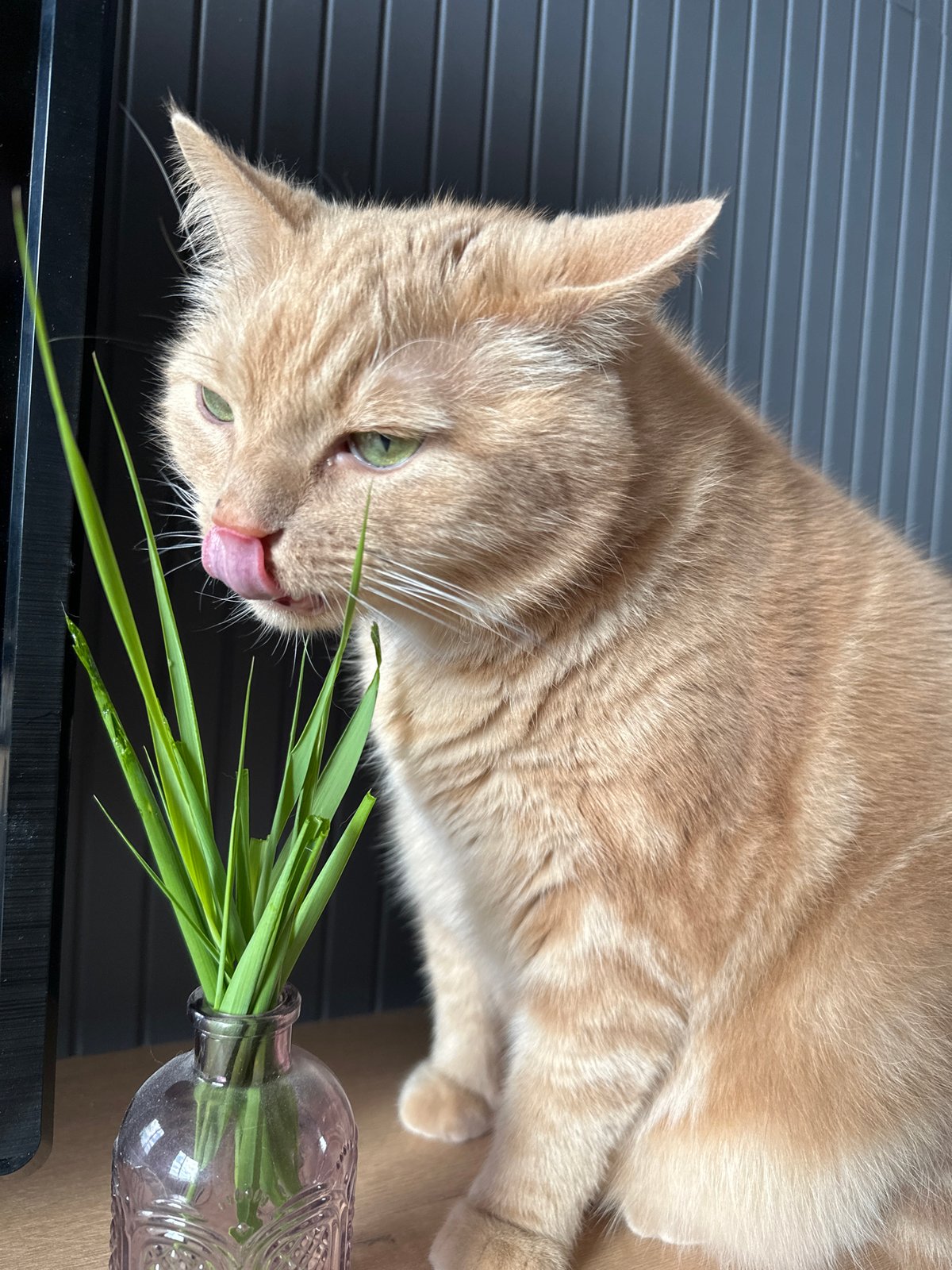 Tabby cat investigates grass-filled vases, one lick at a time