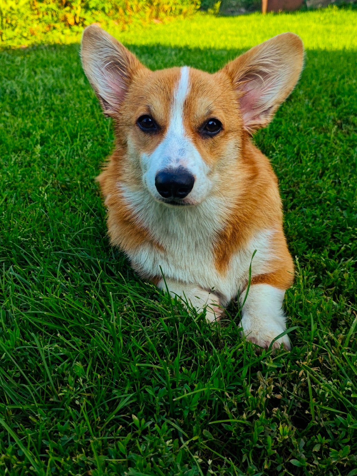 Corgi on a green lawn, multiple angles and poses