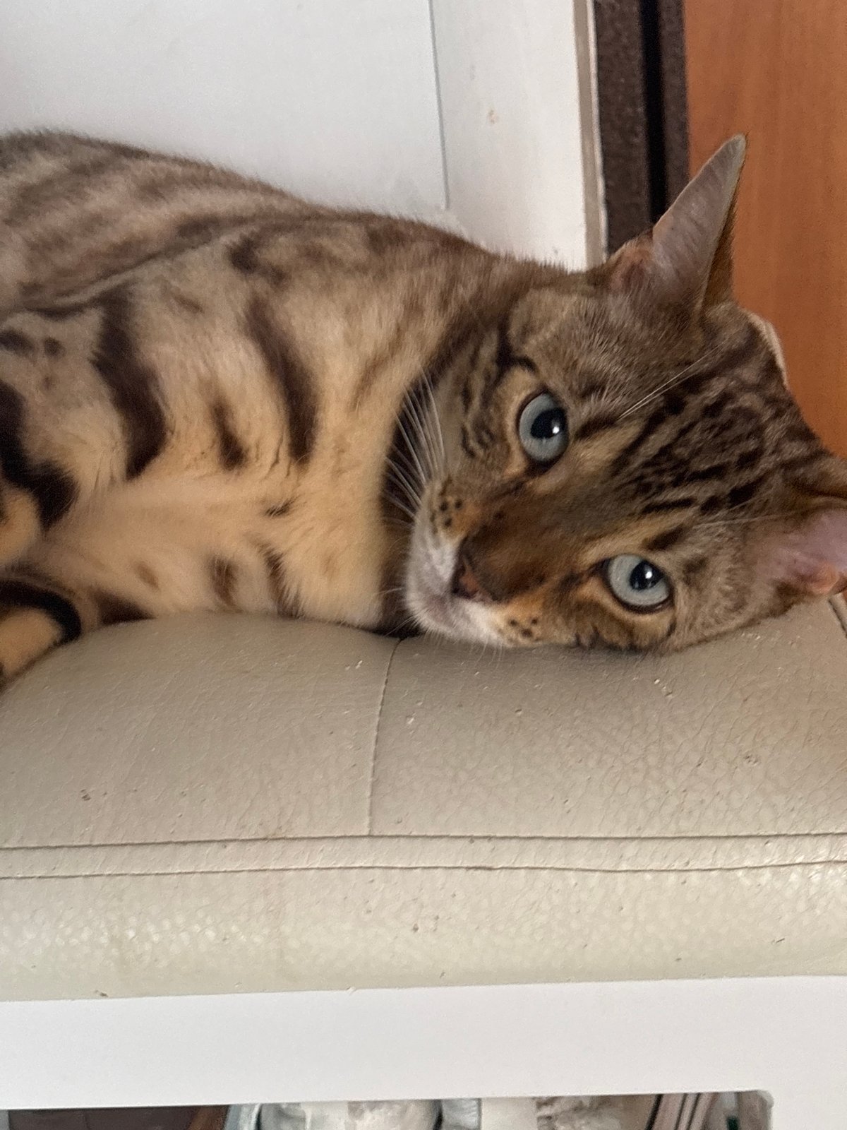 Cats napping and chill indoor moments on a July morning