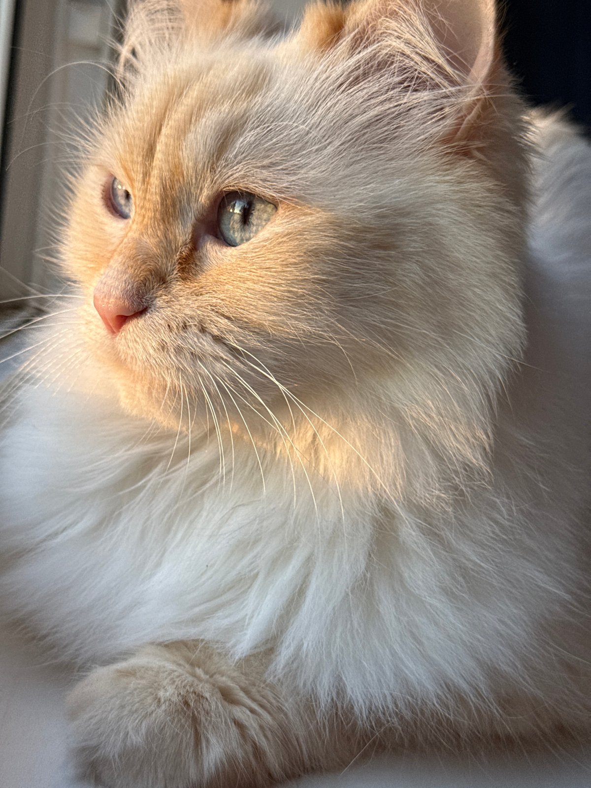 Evening life documented in Chaikovsky: sunsets, cats, sandwiches, fishing