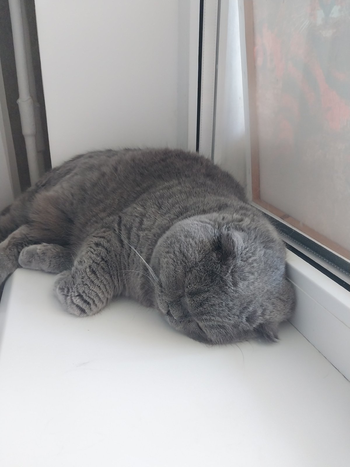 Grey cat claims every surface in a Dnipro apartment