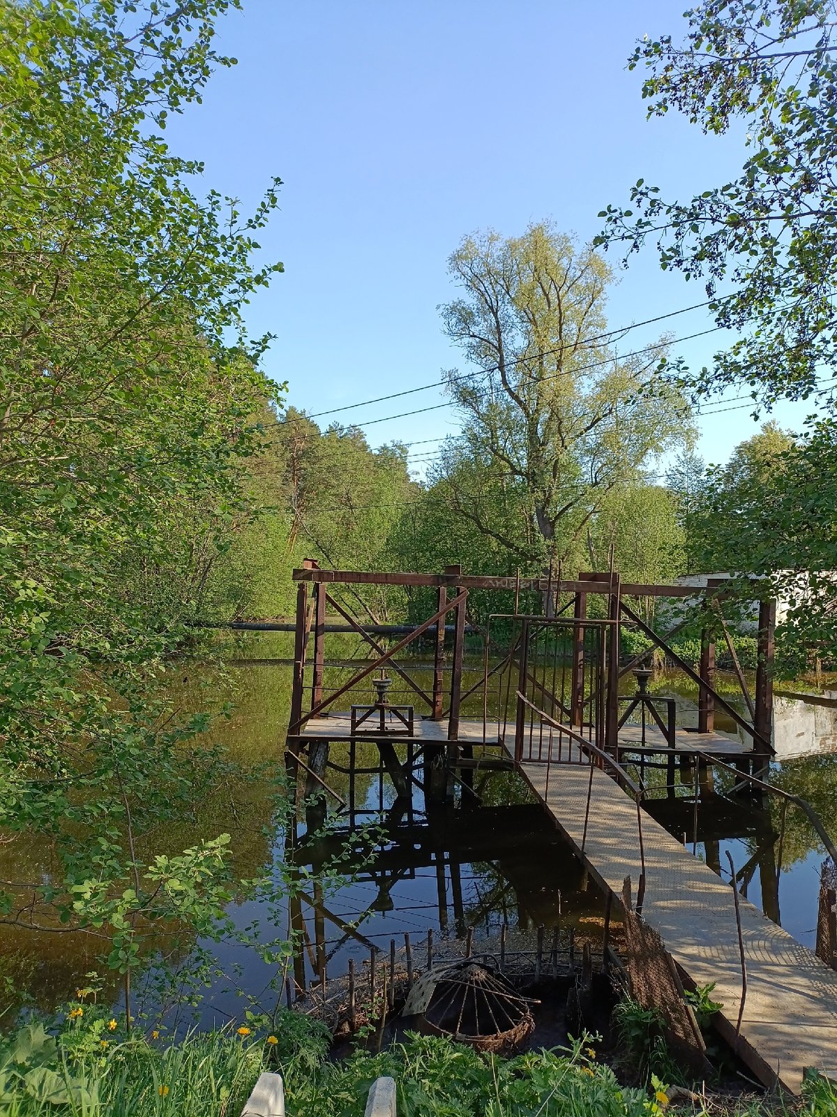 Visitors document serene pond life in Chaikovsky, Russia