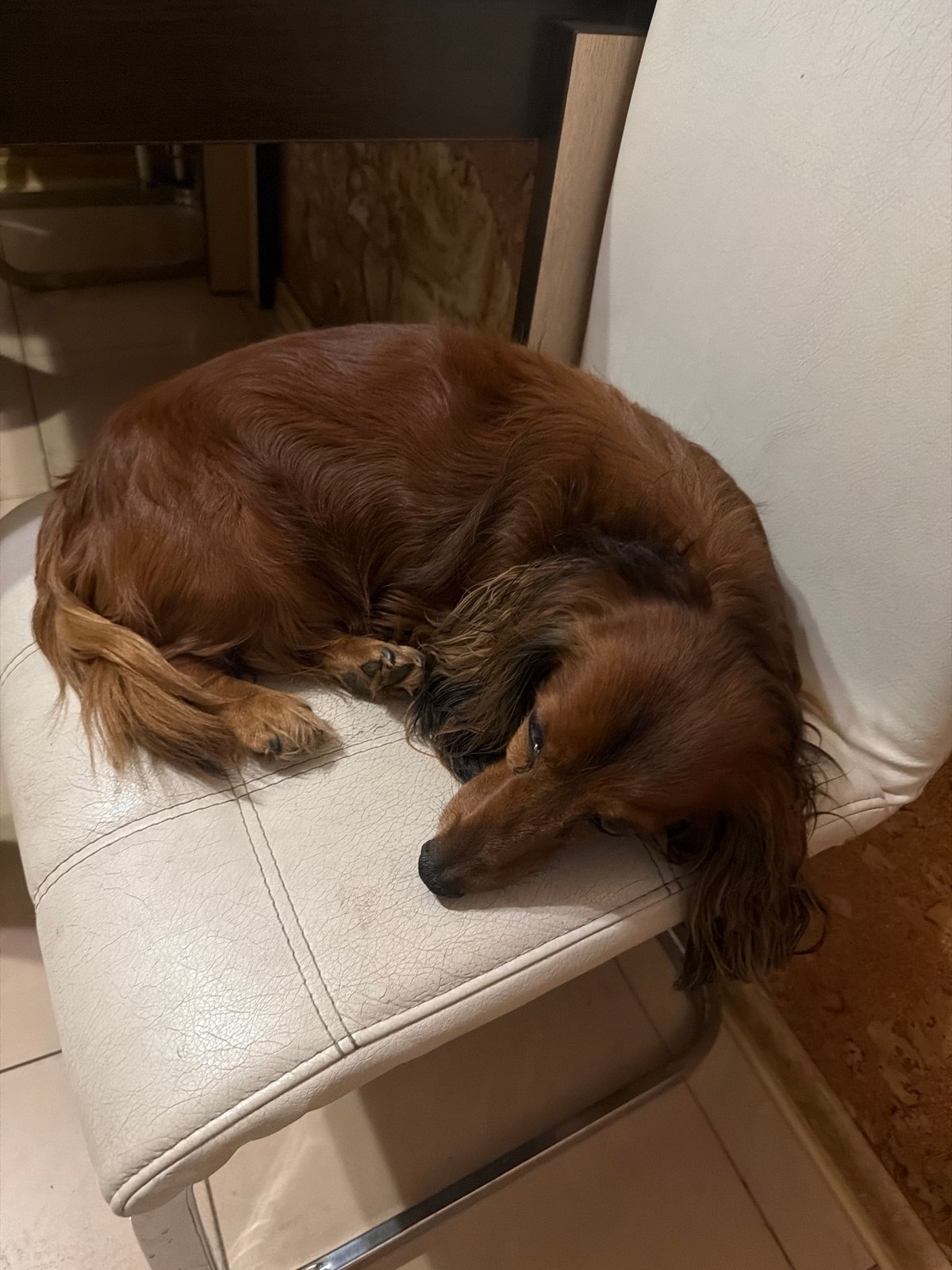 Dog spotted moving through various locations in Krasnoyarsk evening