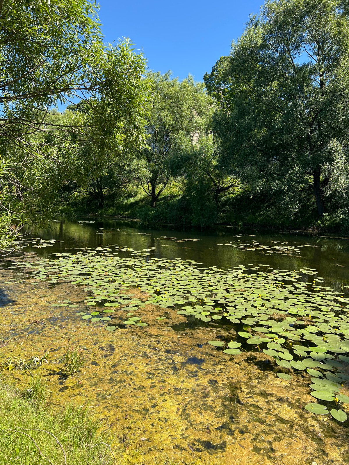 Lily pad pond and sunny parkside paths in Saint Petersburg