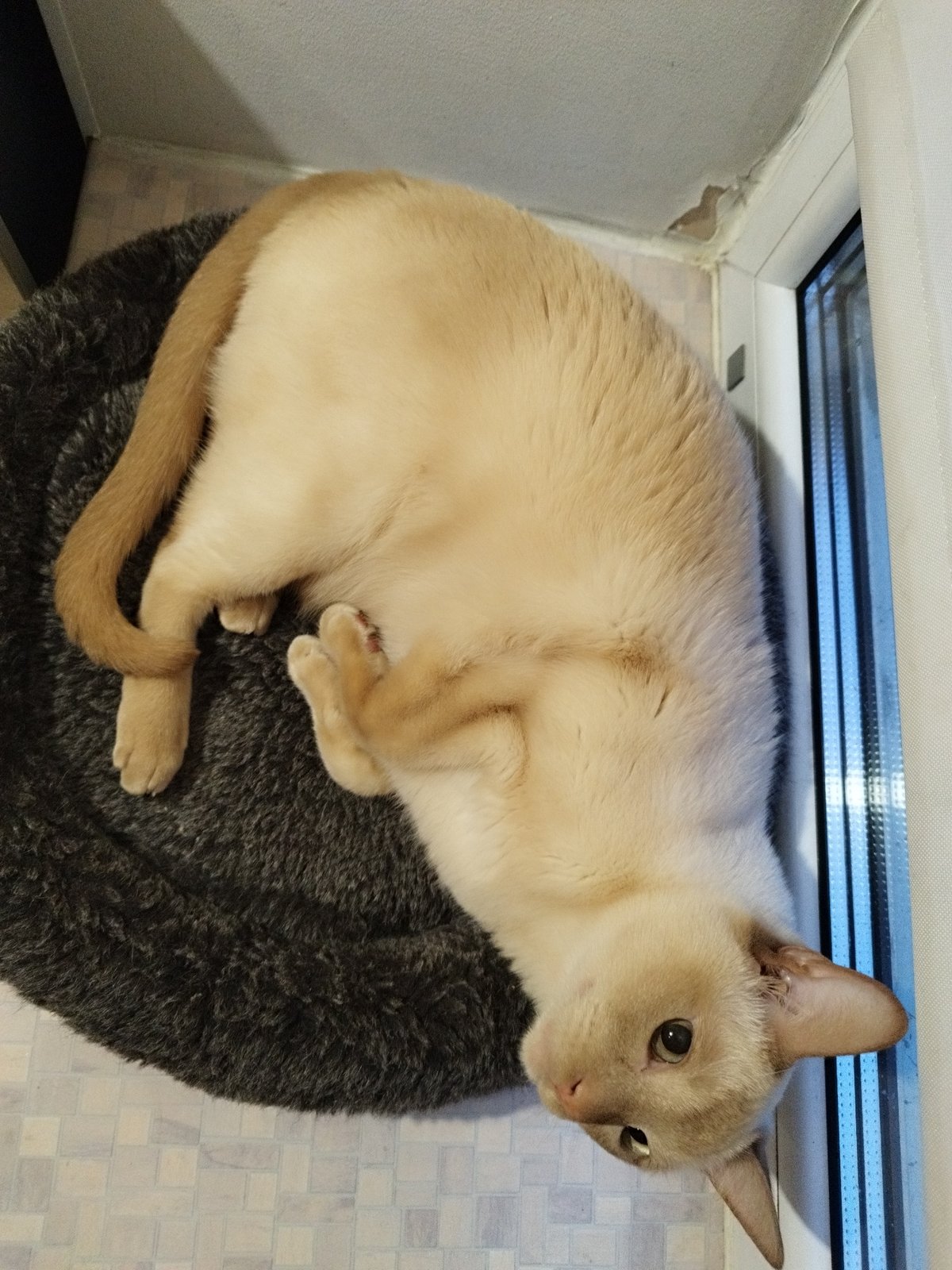 Saint Petersburg home afternoon with a Siamese cat