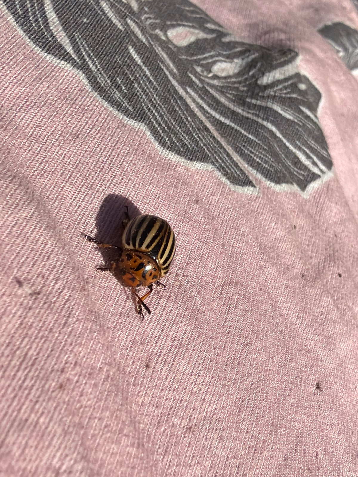 Spring garden observations with Colorado potato beetles in Chaikovsky