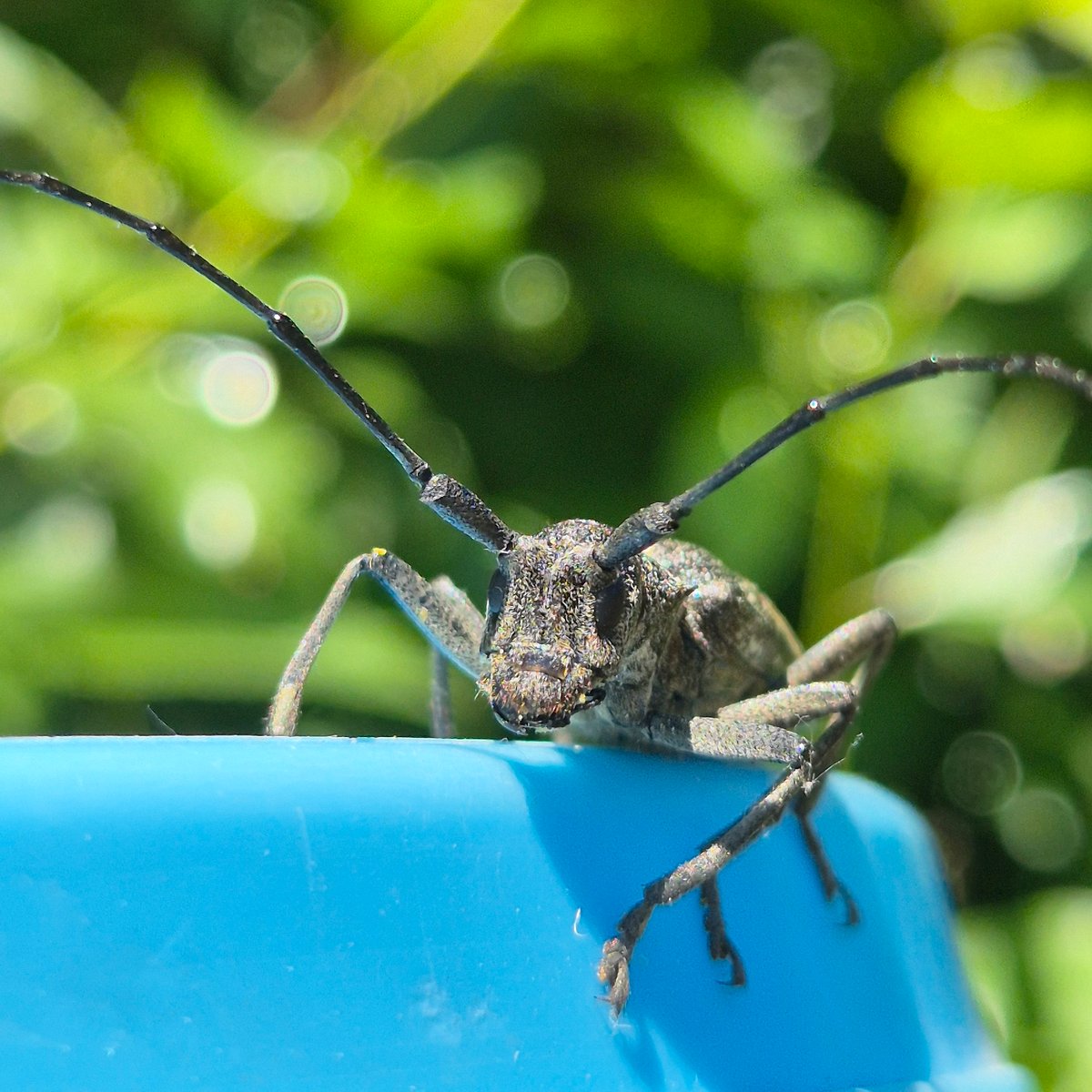 Longhorn beetle up close, perched near a blue container