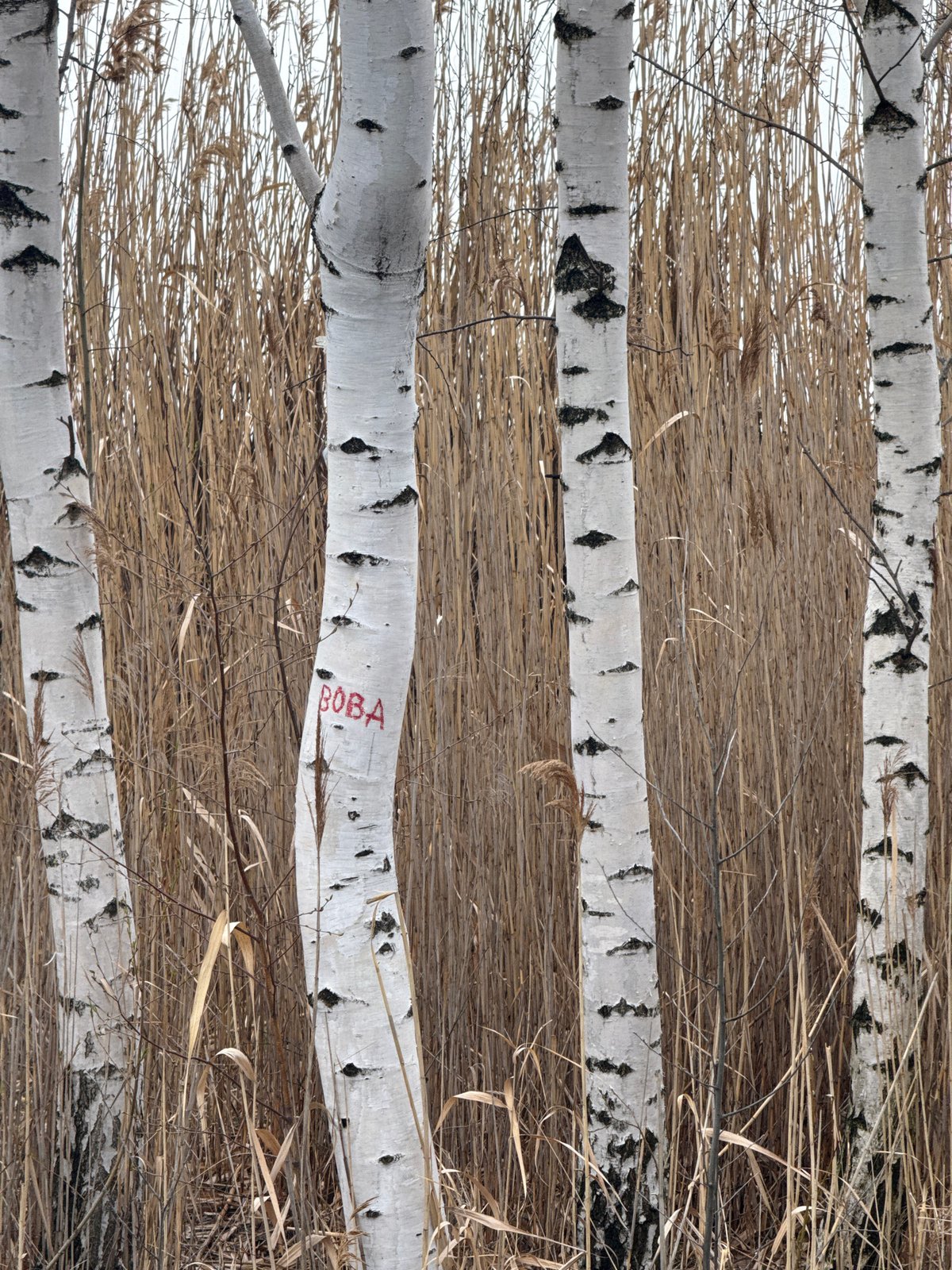 Spring scenes documented in Kurchatov: birches, wooden platform, straw field