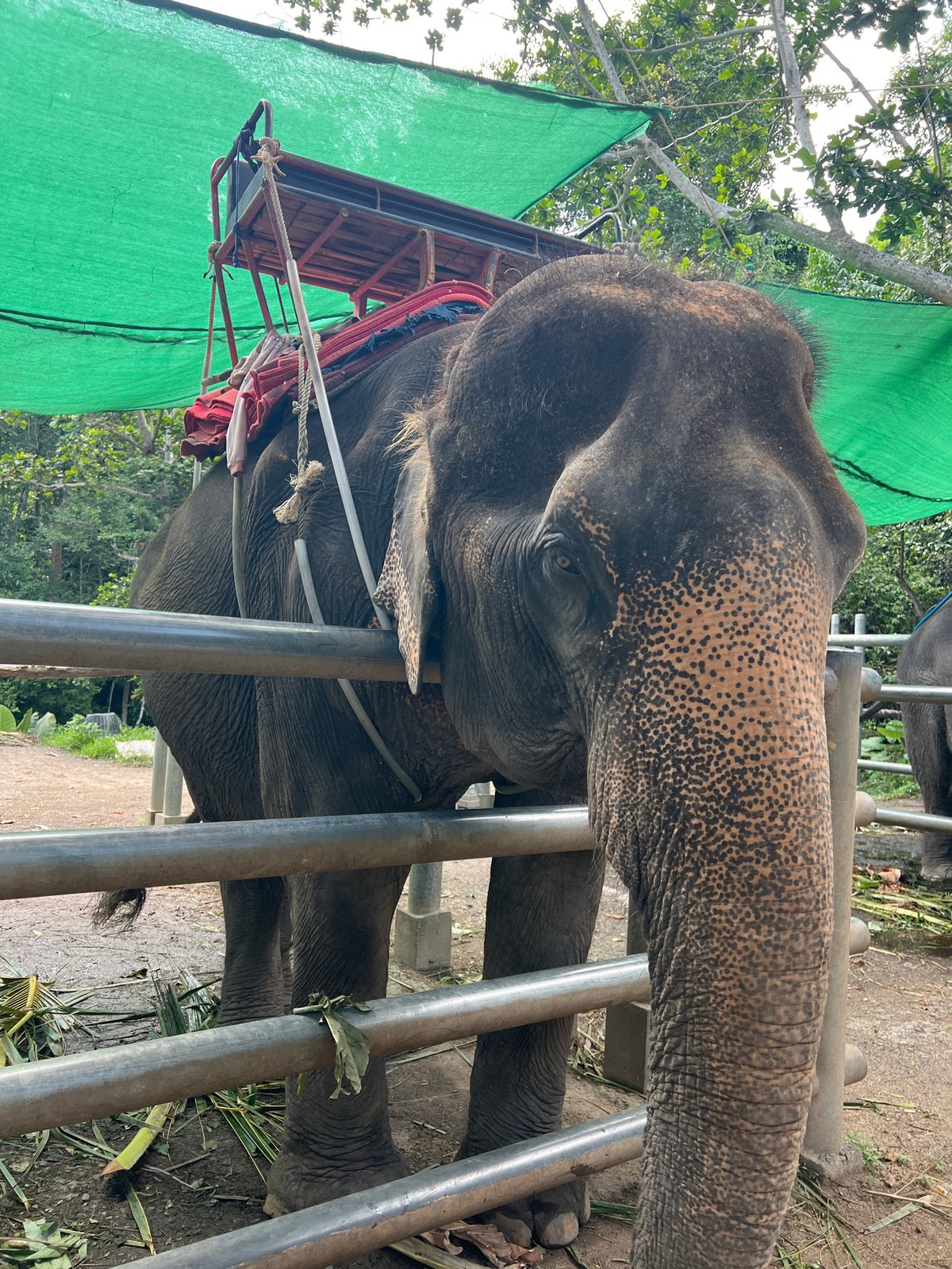 Tourist feeds elephants at Ko Samui sanctuary, Thailand