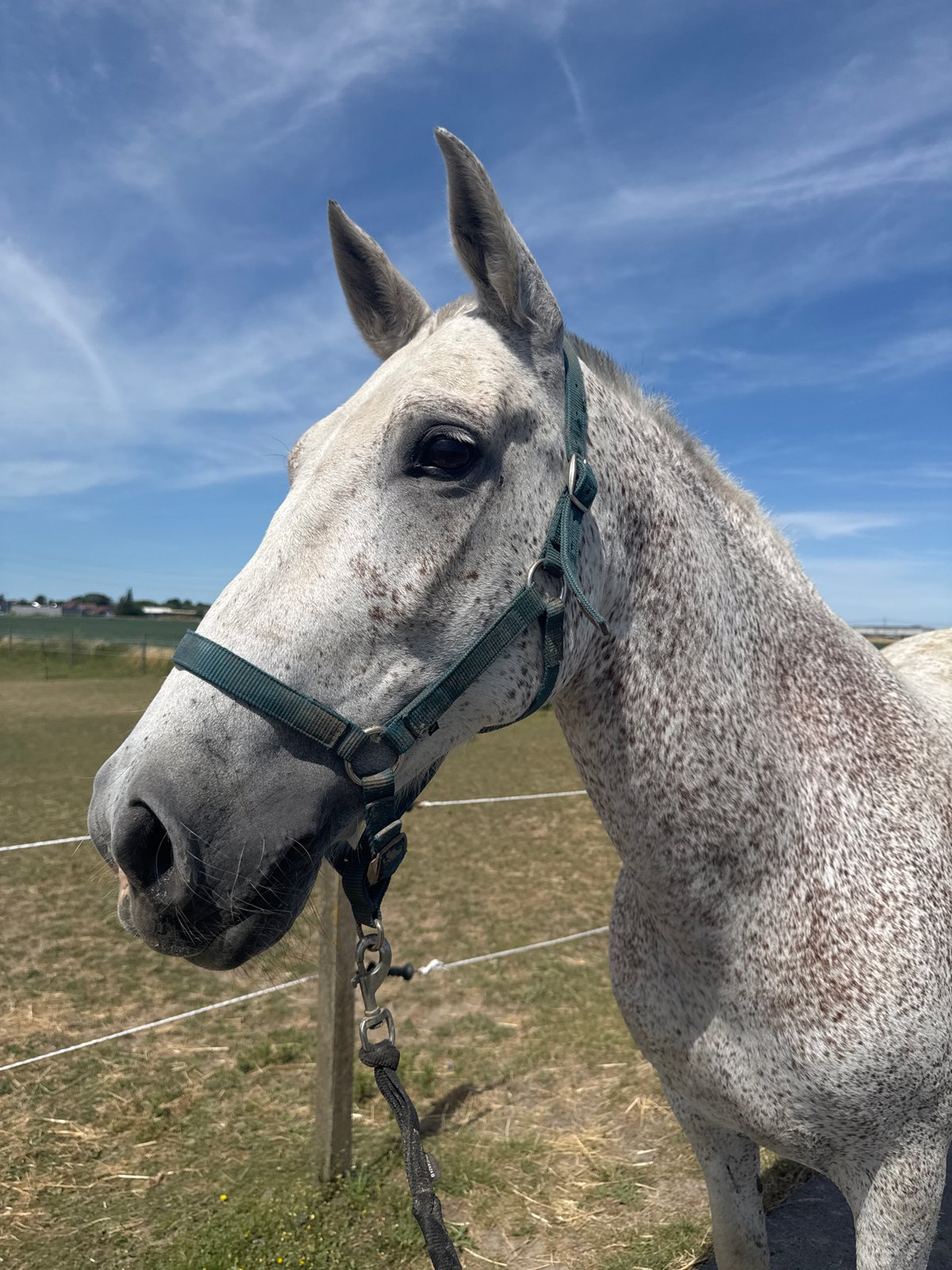 Dappled grey horse loose near rural road in Estaimpuis