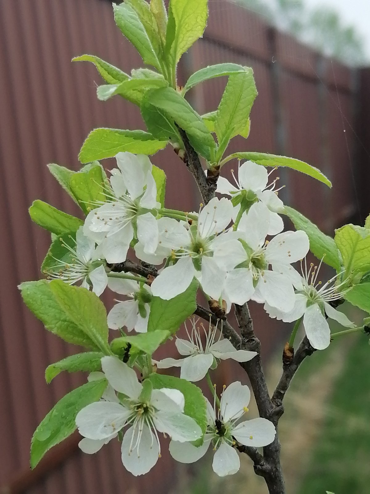 Spring garden documentation shows blooming flowers and seedling cultivation