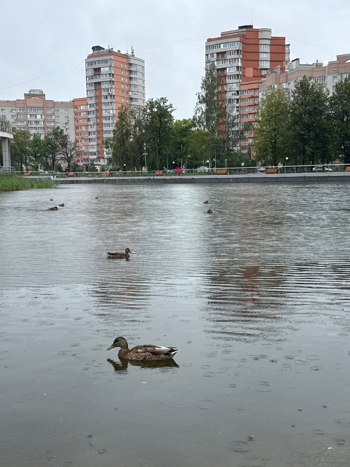 Rainy park day in Rusanovo with a kid and a stuffed cat