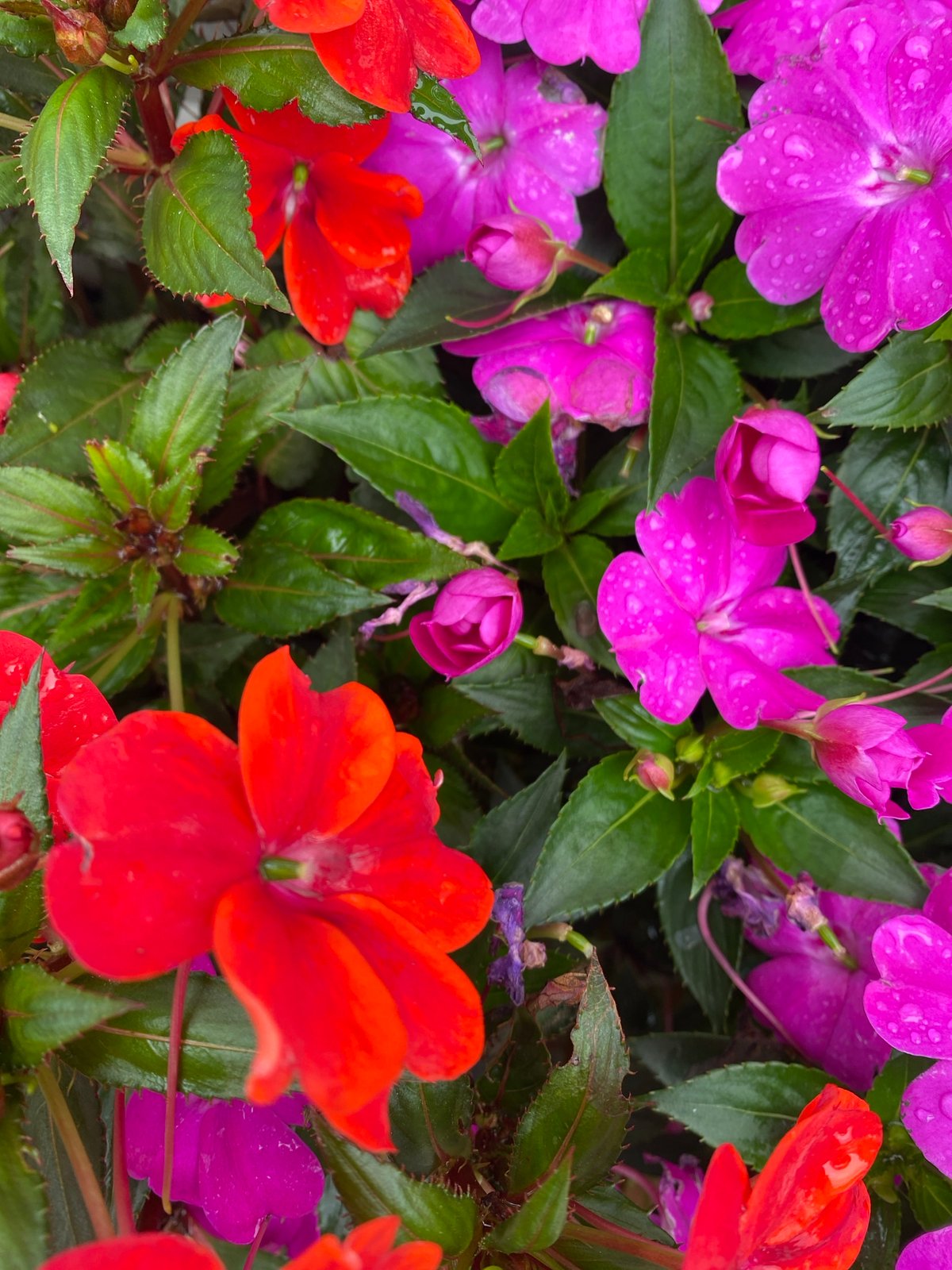 Morning garden scenes captured after rainfall in Đà Lạt