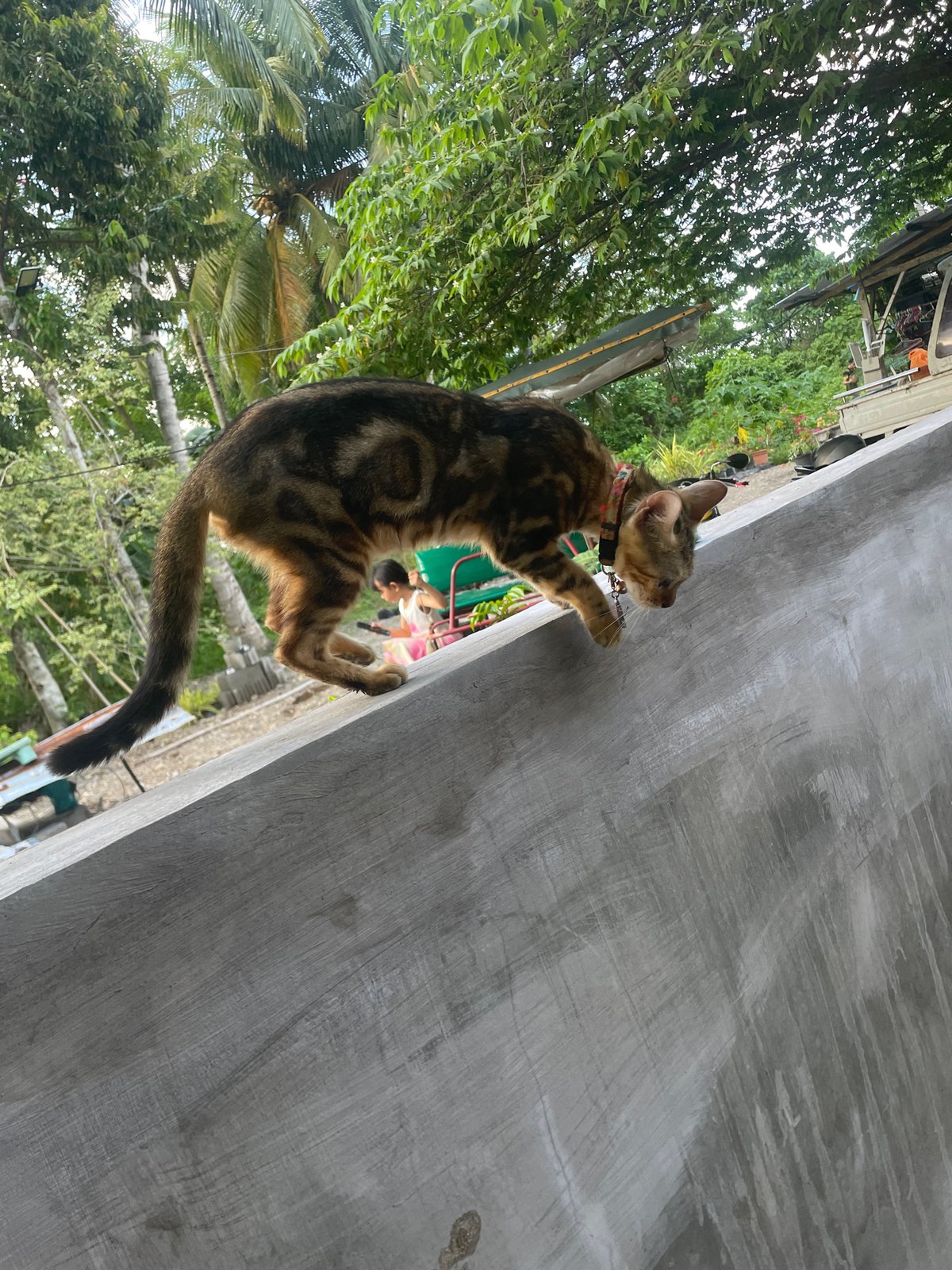 Collared tabby cat spotted roaming Hijo Philippines neighborhood