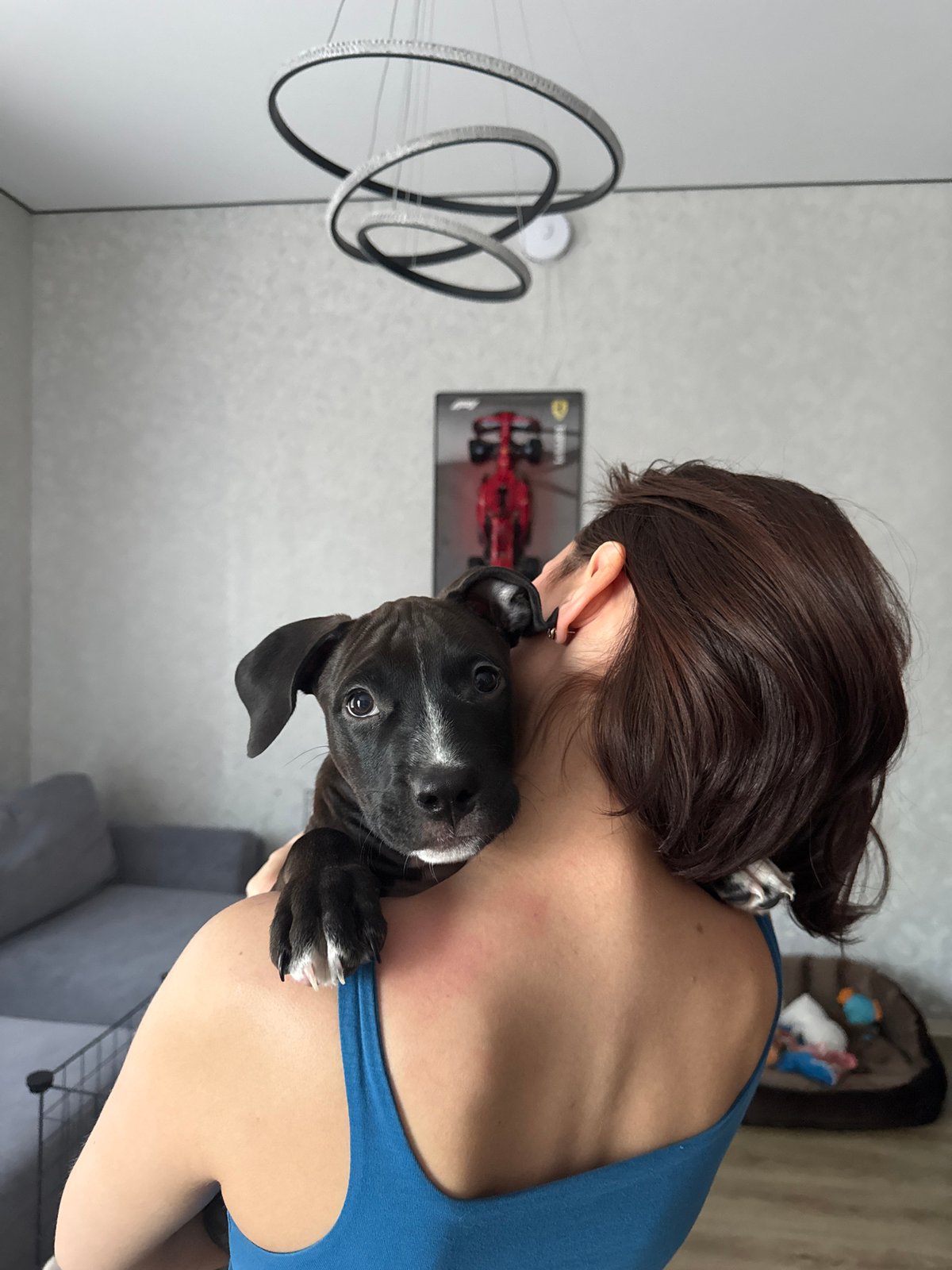 Dogs and F1 model photographed in Russian village