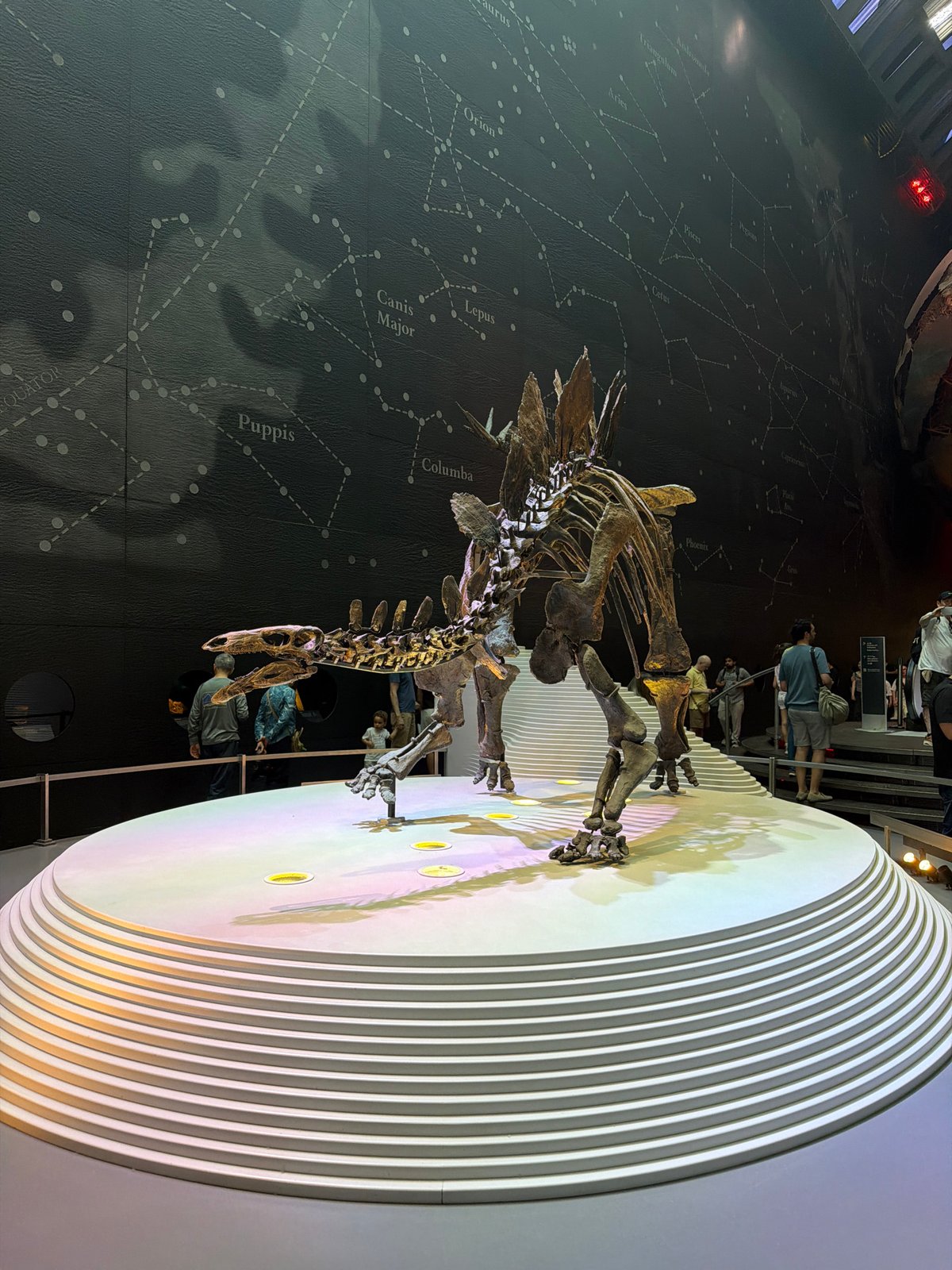 Visitor documents dinosaur exhibits at London Natural History Museum