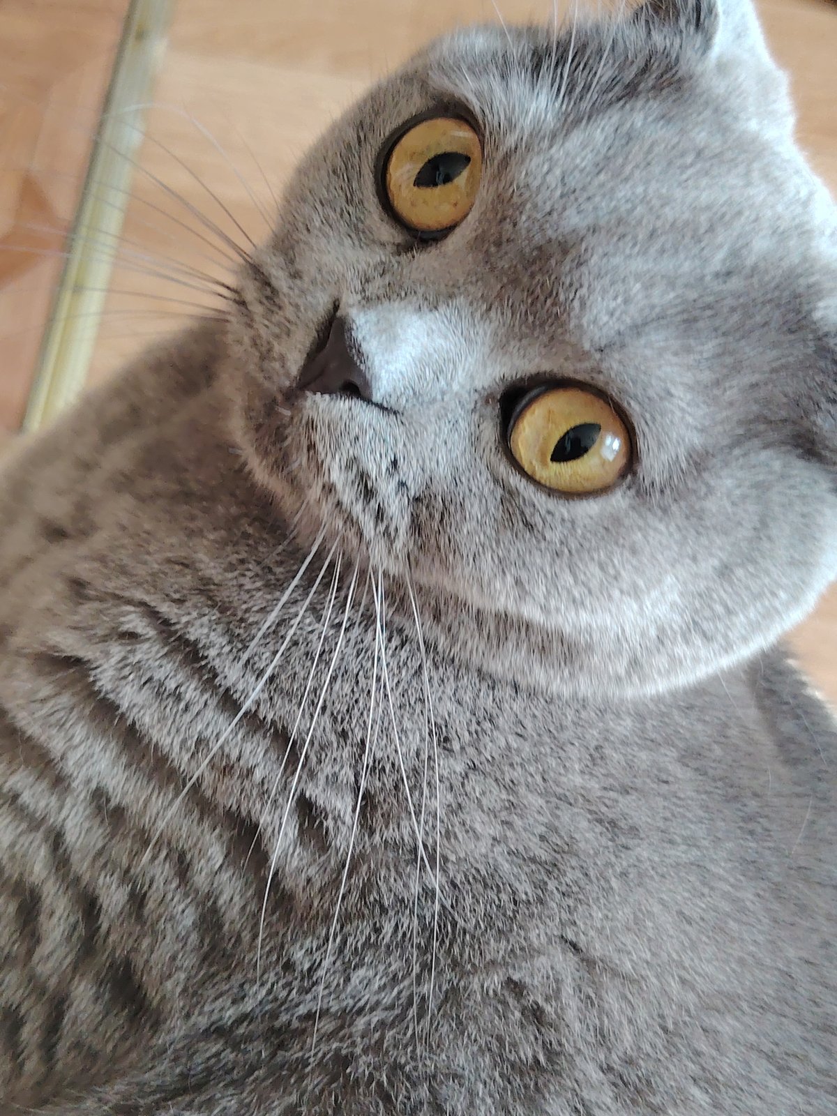 Gray Scottish Fold cat steals the show in Homyel selfie
