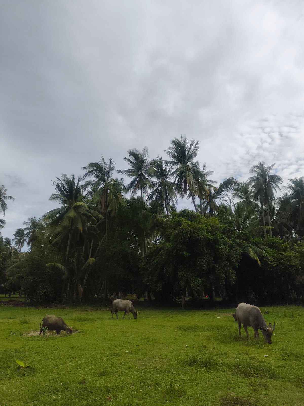 Water buffalo graze in Thai village fields