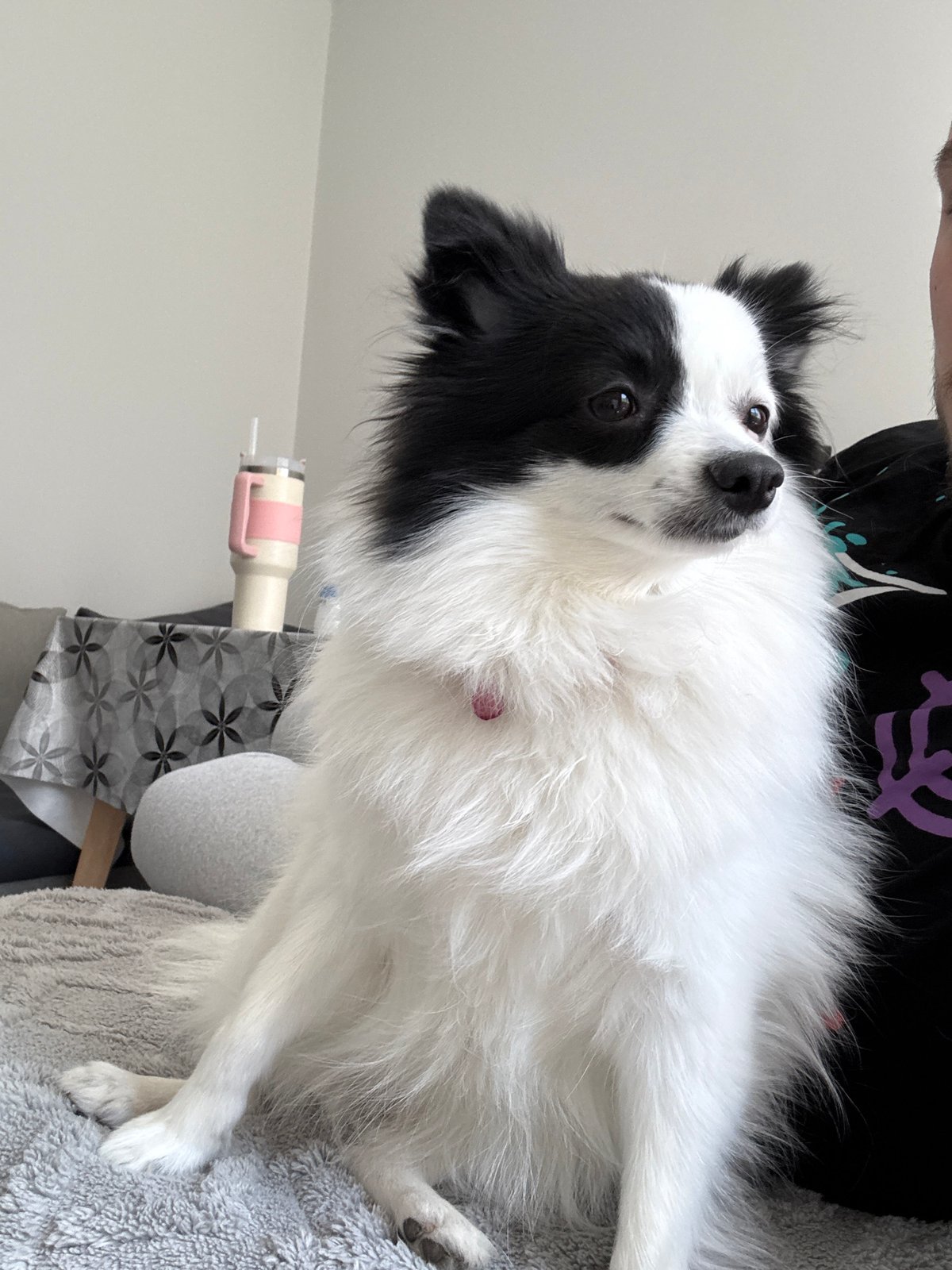 Person and Border Collie share quiet morning moment in Bulgaria