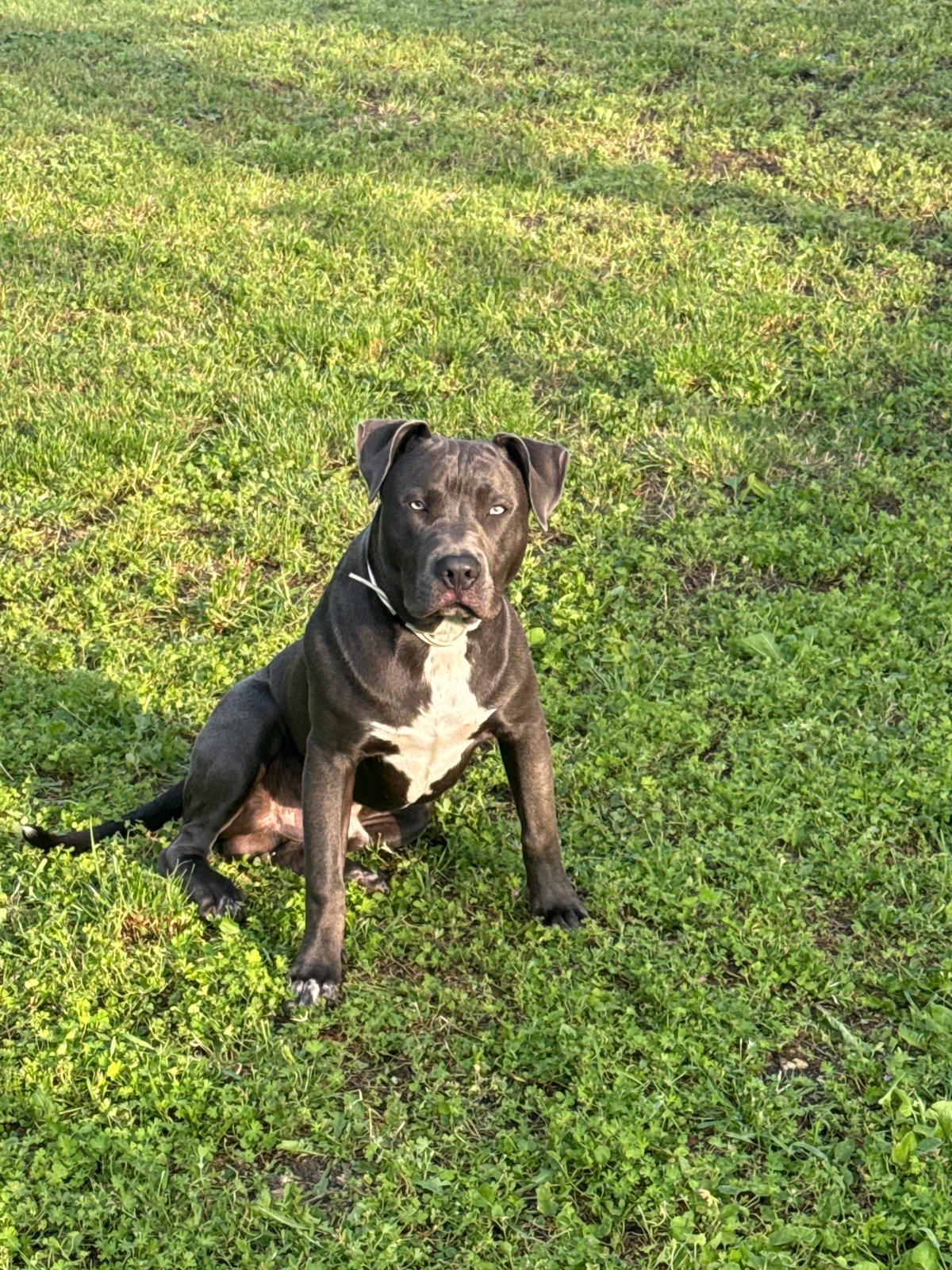 Pit Bull terrier spotted in grassy area, Zornitsa Bulgaria